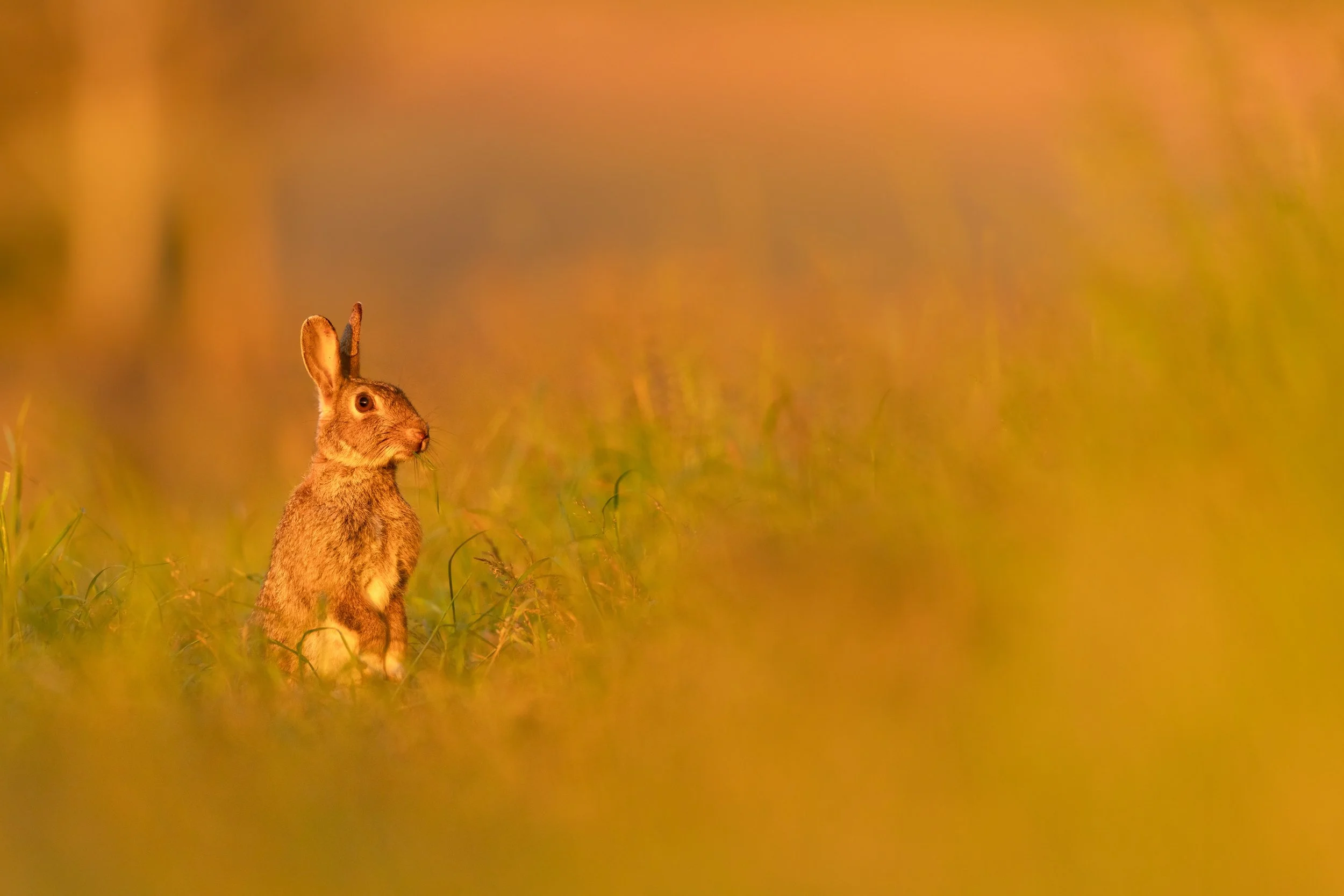 Paws (Rabbit).