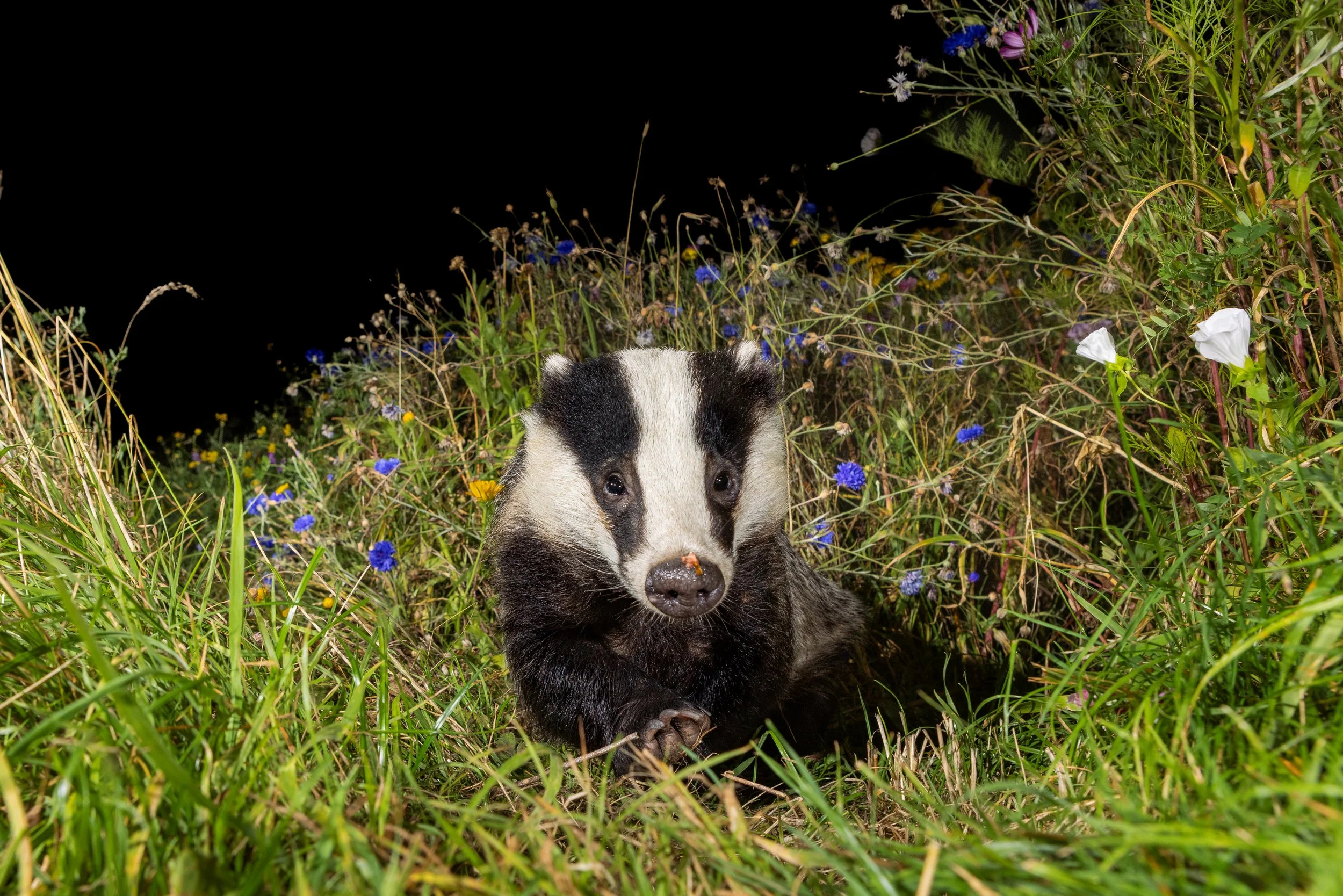 The Wanderer (Badger).