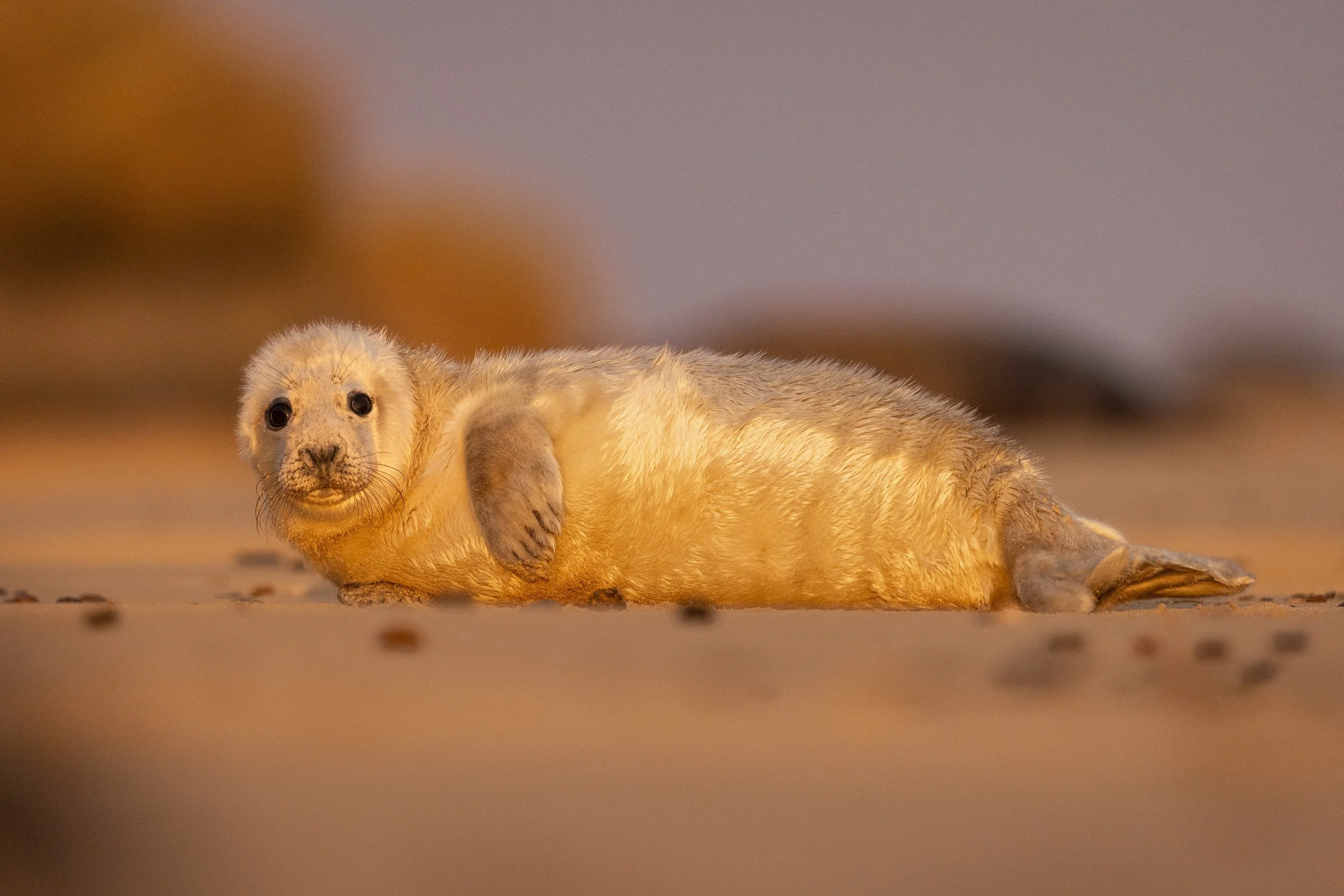 Morning (grey Seal).