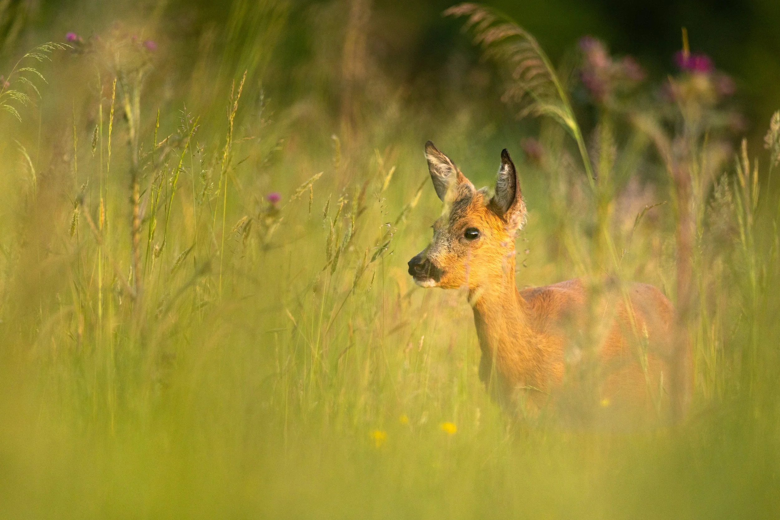 Tall Grass (Roe Deer).