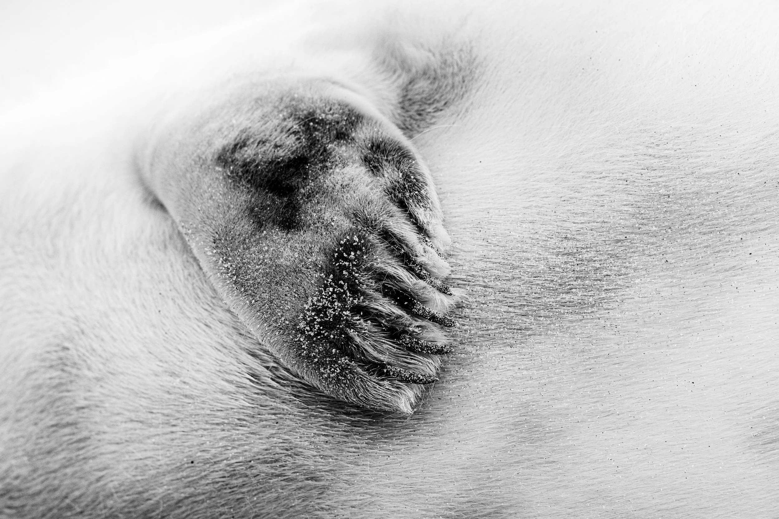 Close (Grey Seal).