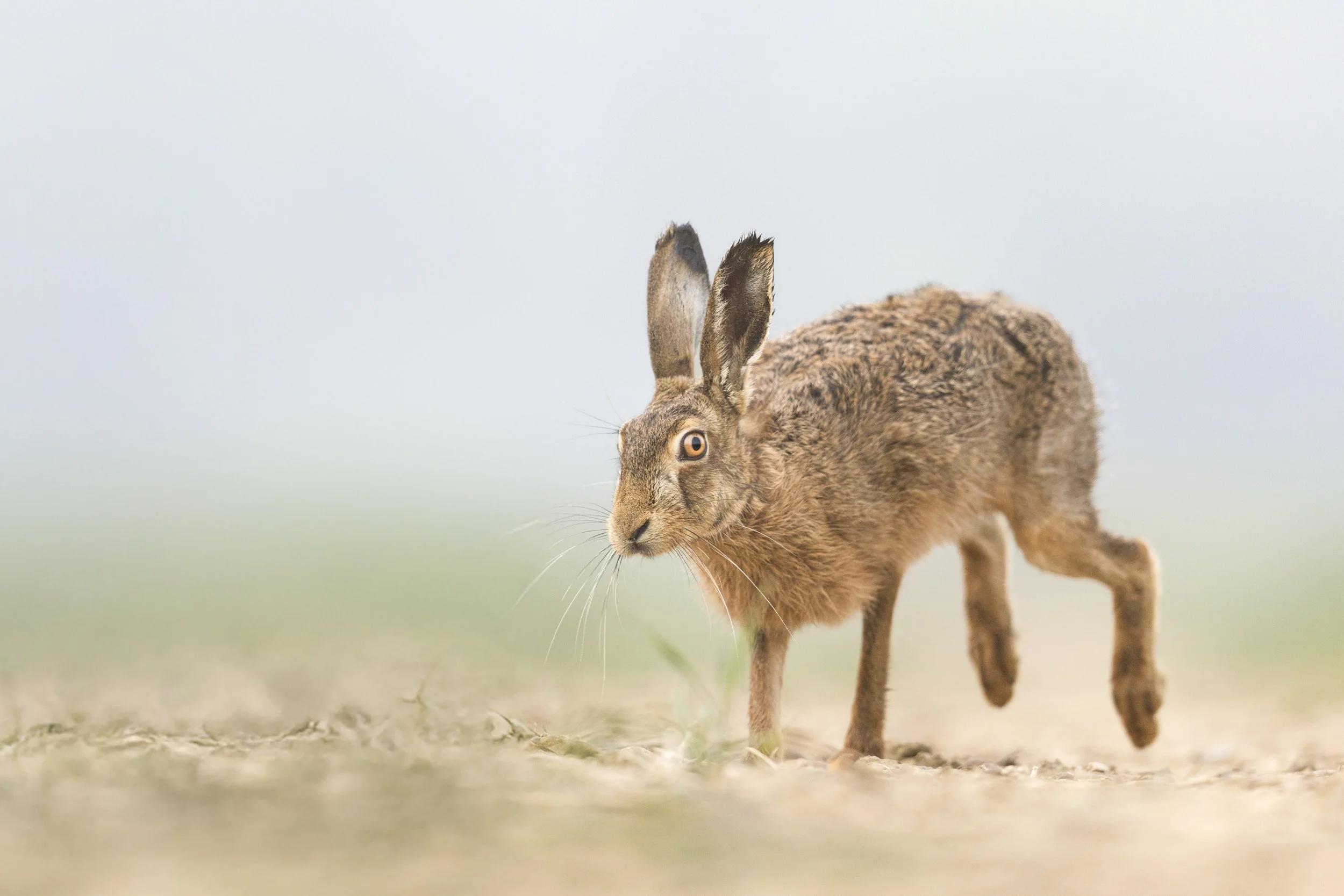 Rush (Brown Hare)