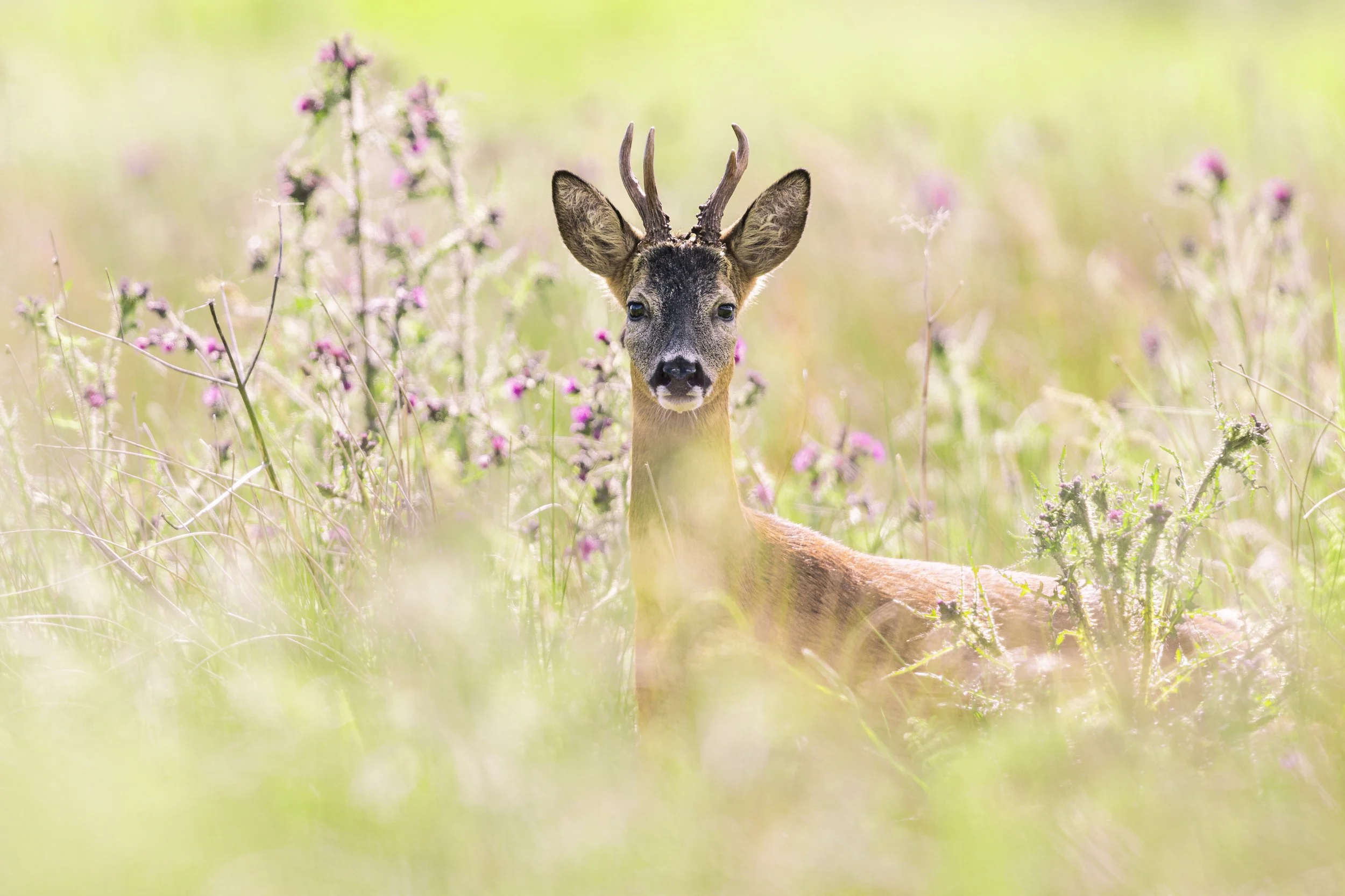 Thistles (Roe Deer).