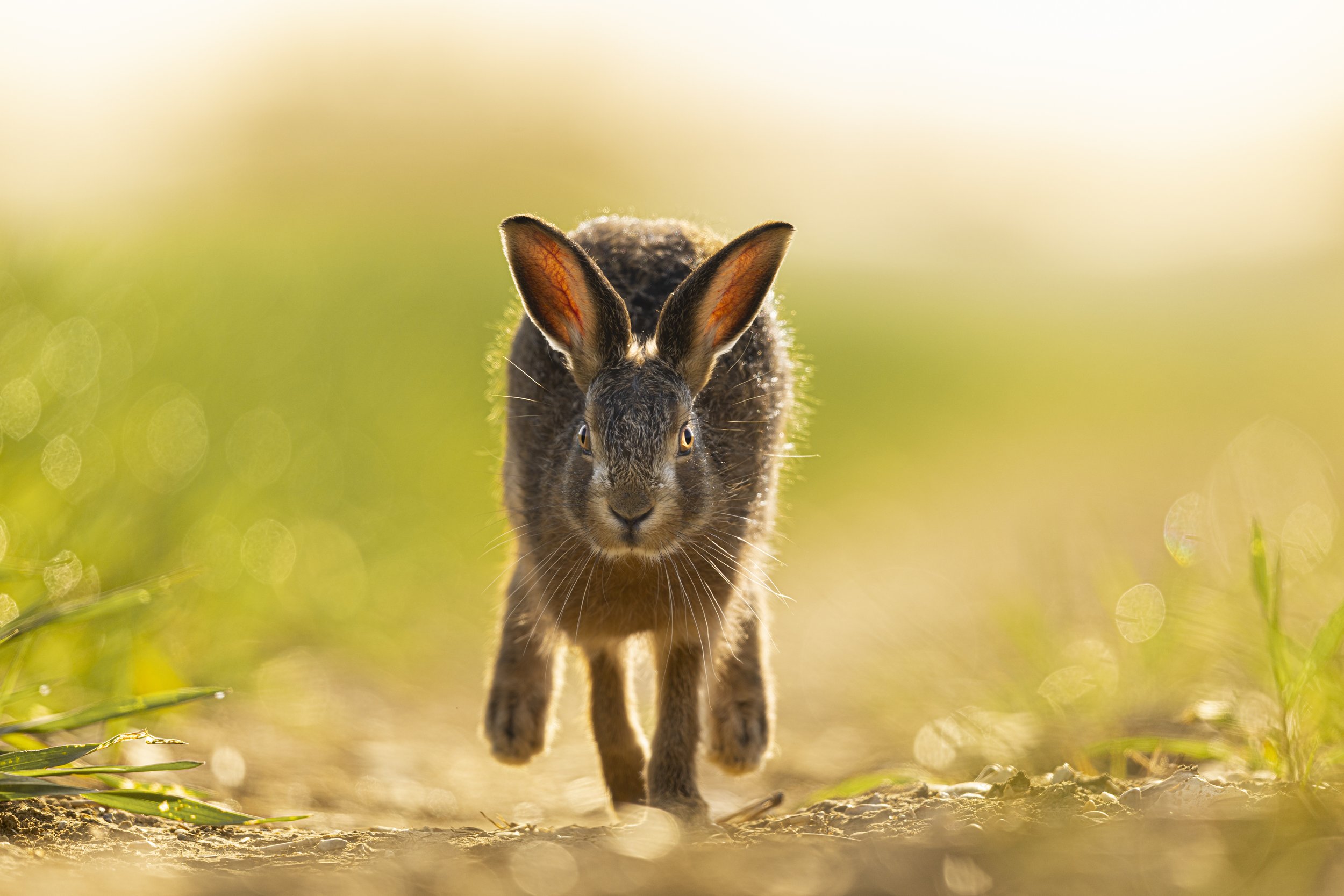 Ears (Brown Hare).