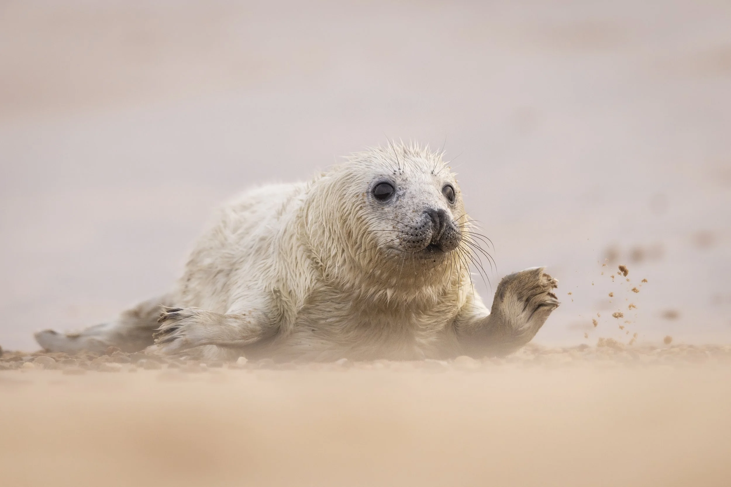 Rush (grey Seal).