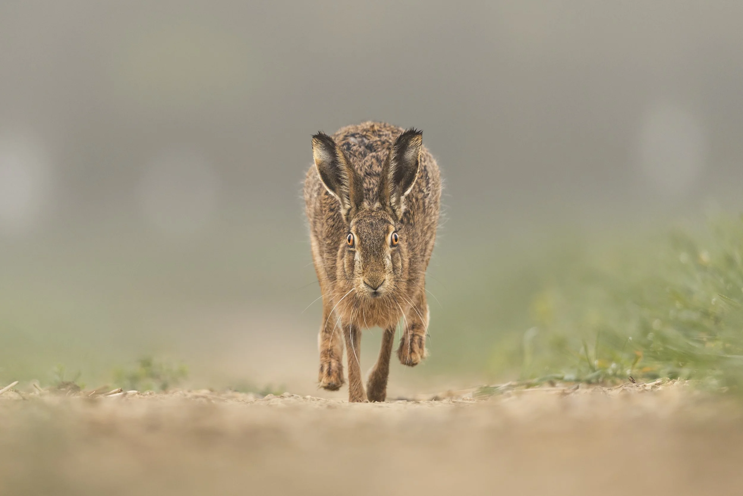 Charge (Brown Hare)