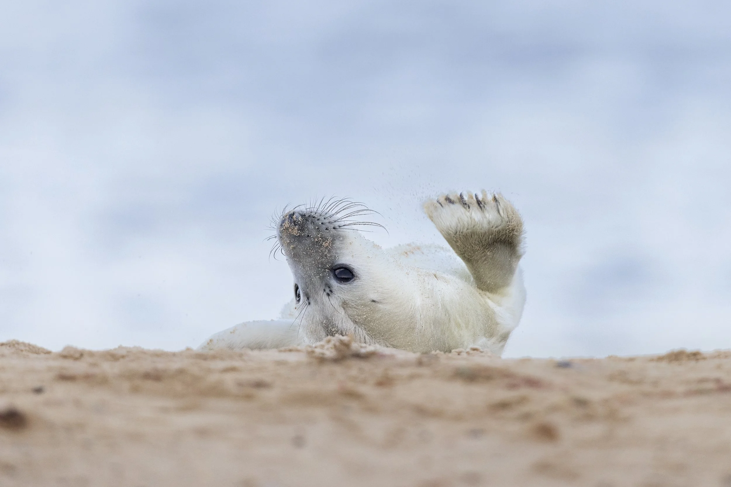 Chill (Grey Seal).
