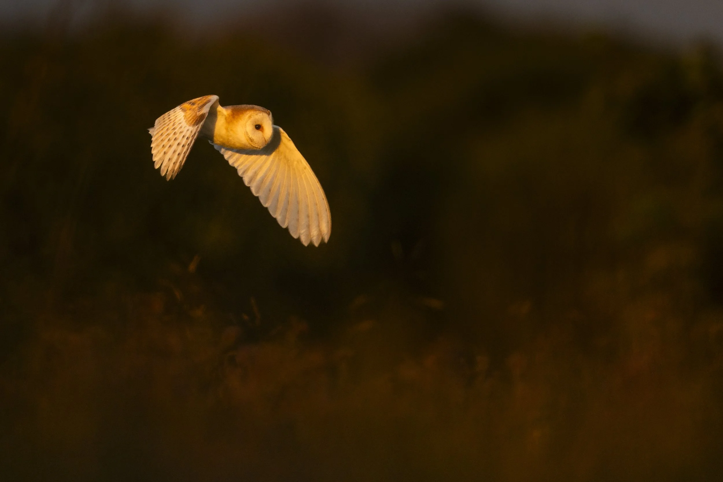 Dusk (Barn Owl).