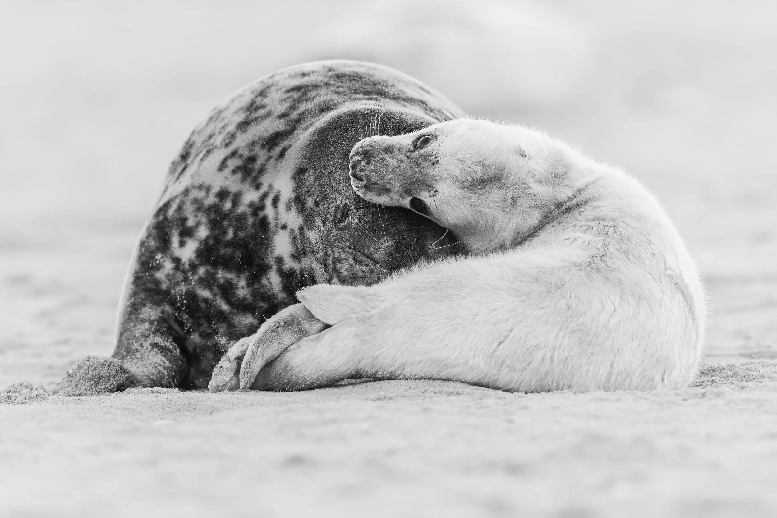Twisted (Grey Seal).