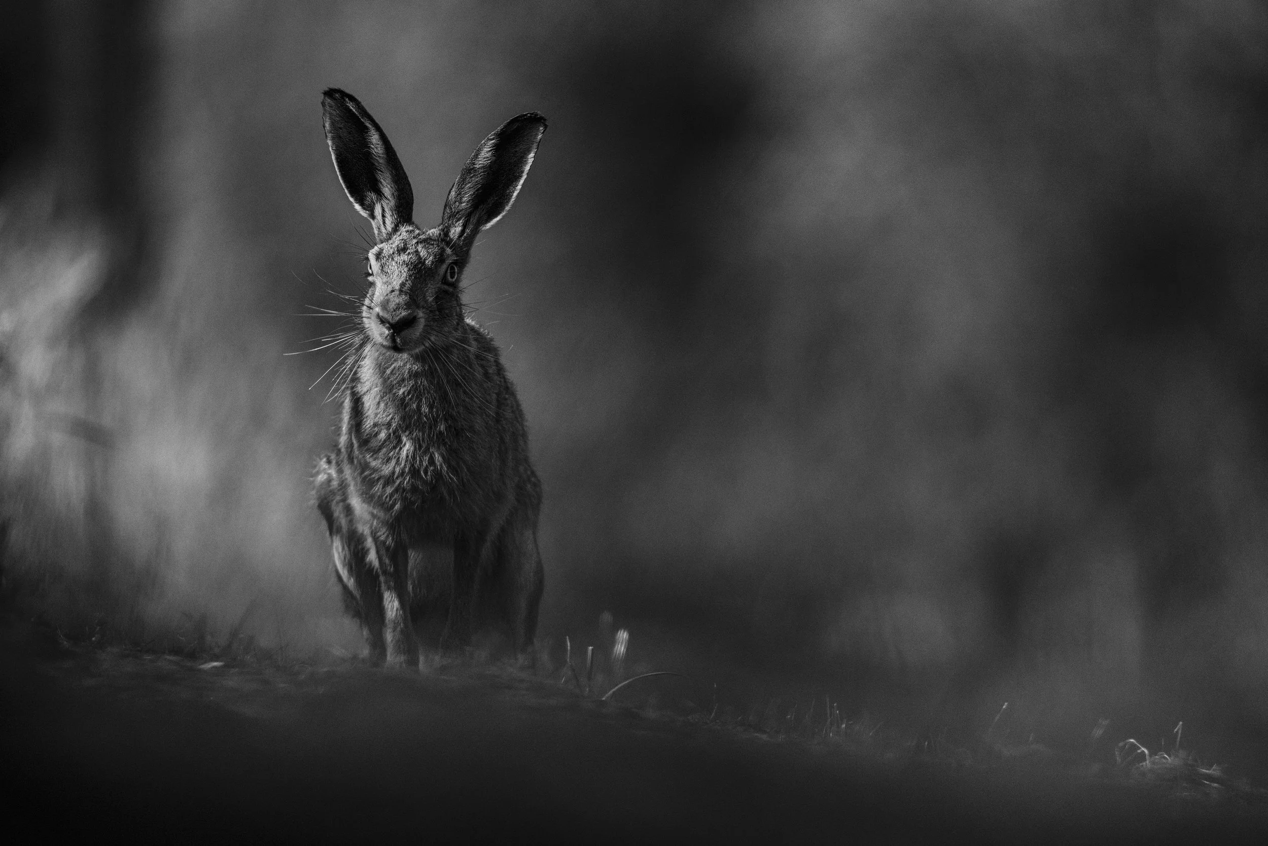Dark (Brown Hare).