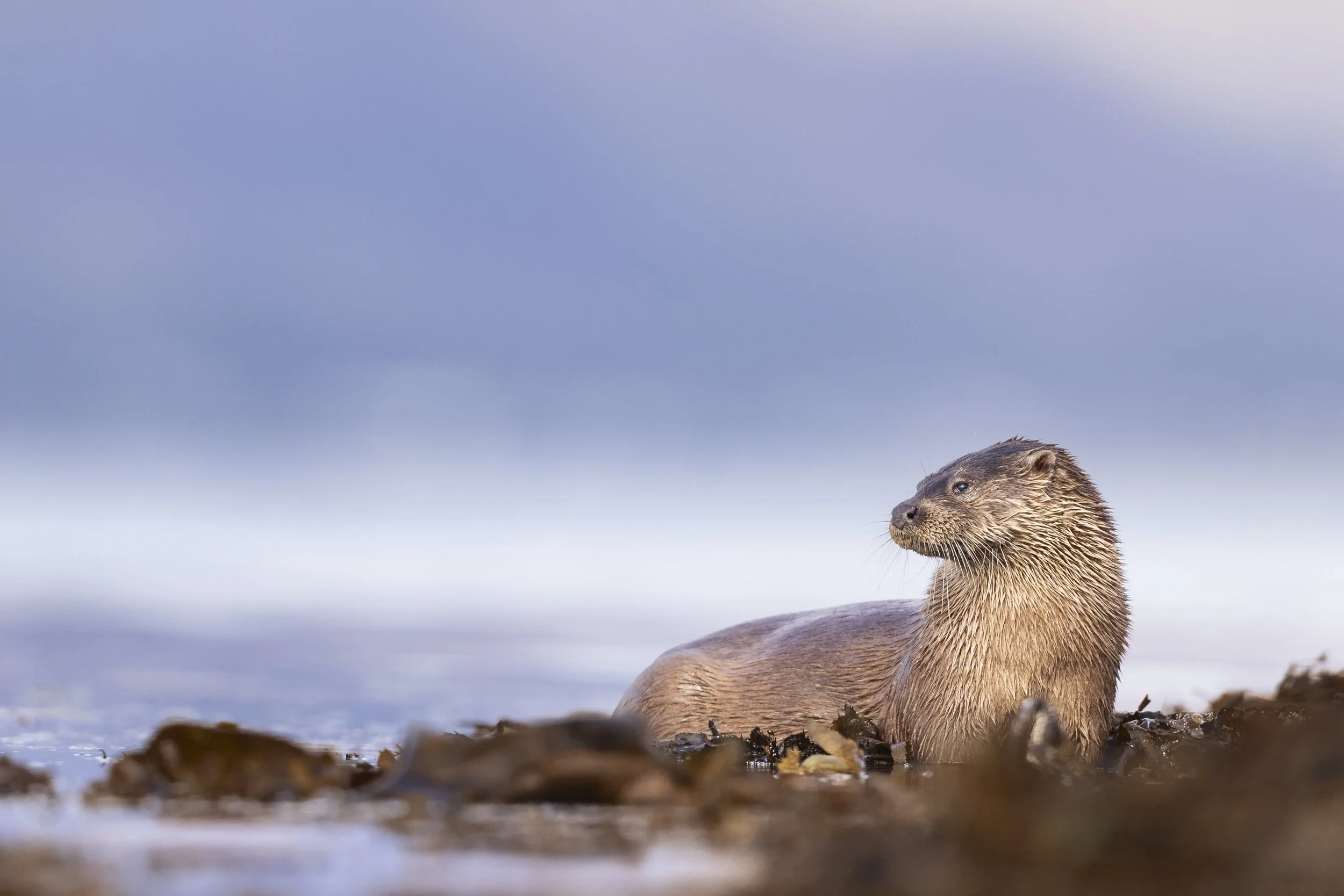 Waters Edge (Otter).