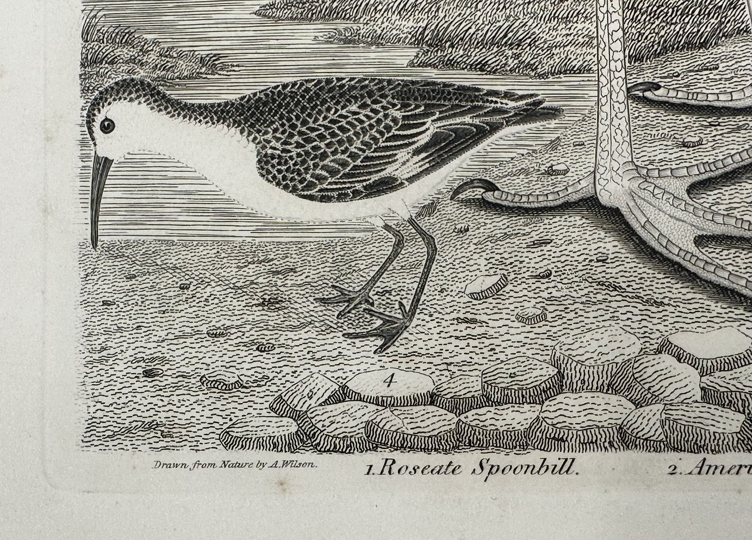 WILSON_SPOONBILL6.jpg