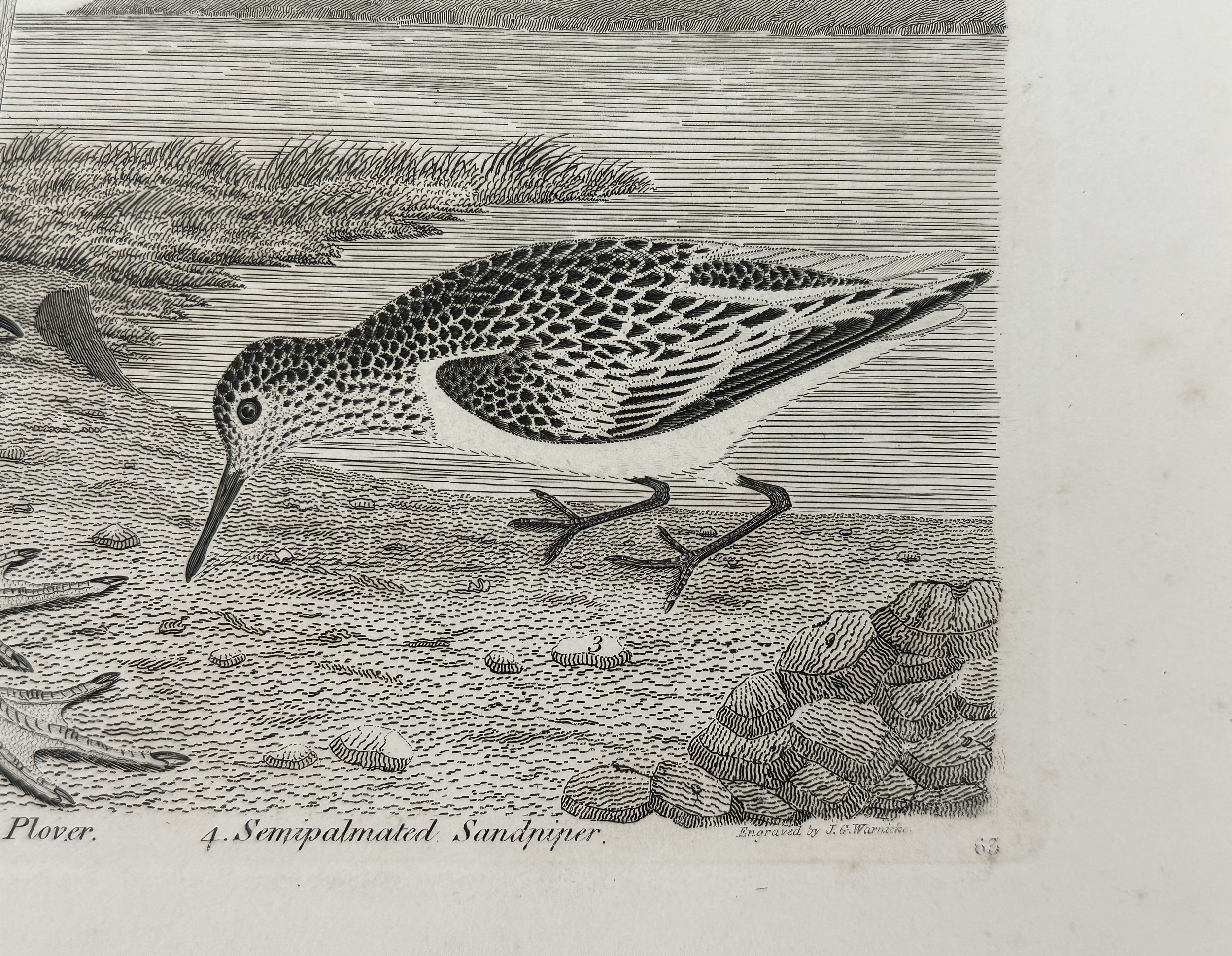 WILSON_SPOONBILL7.jpg