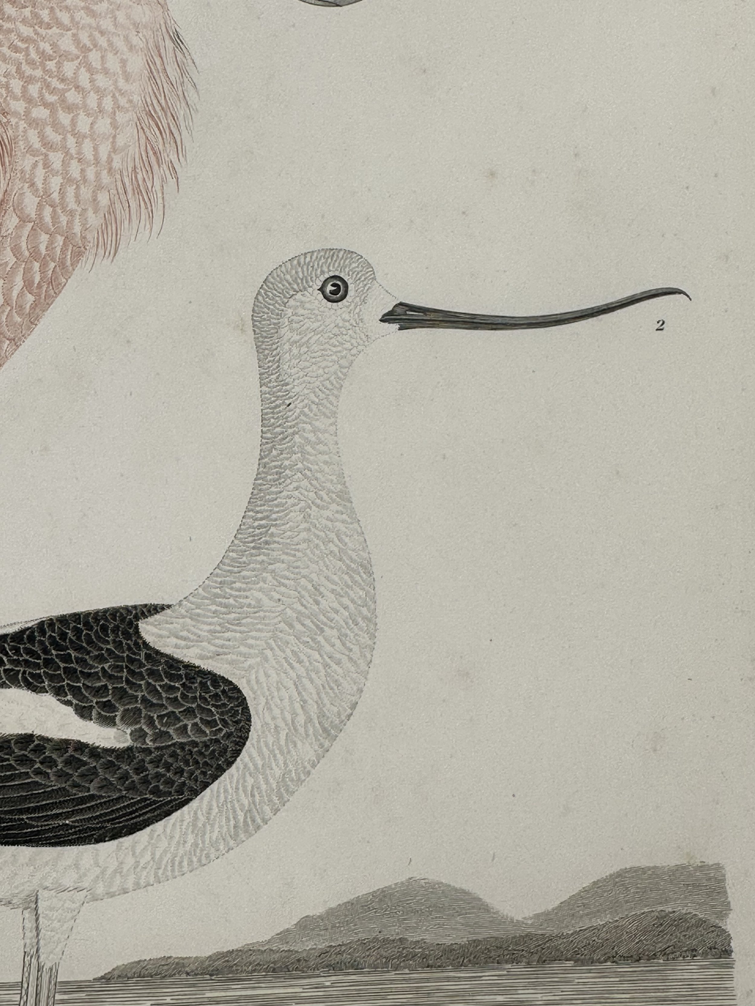 WILSON_SPOONBILL5.jpg