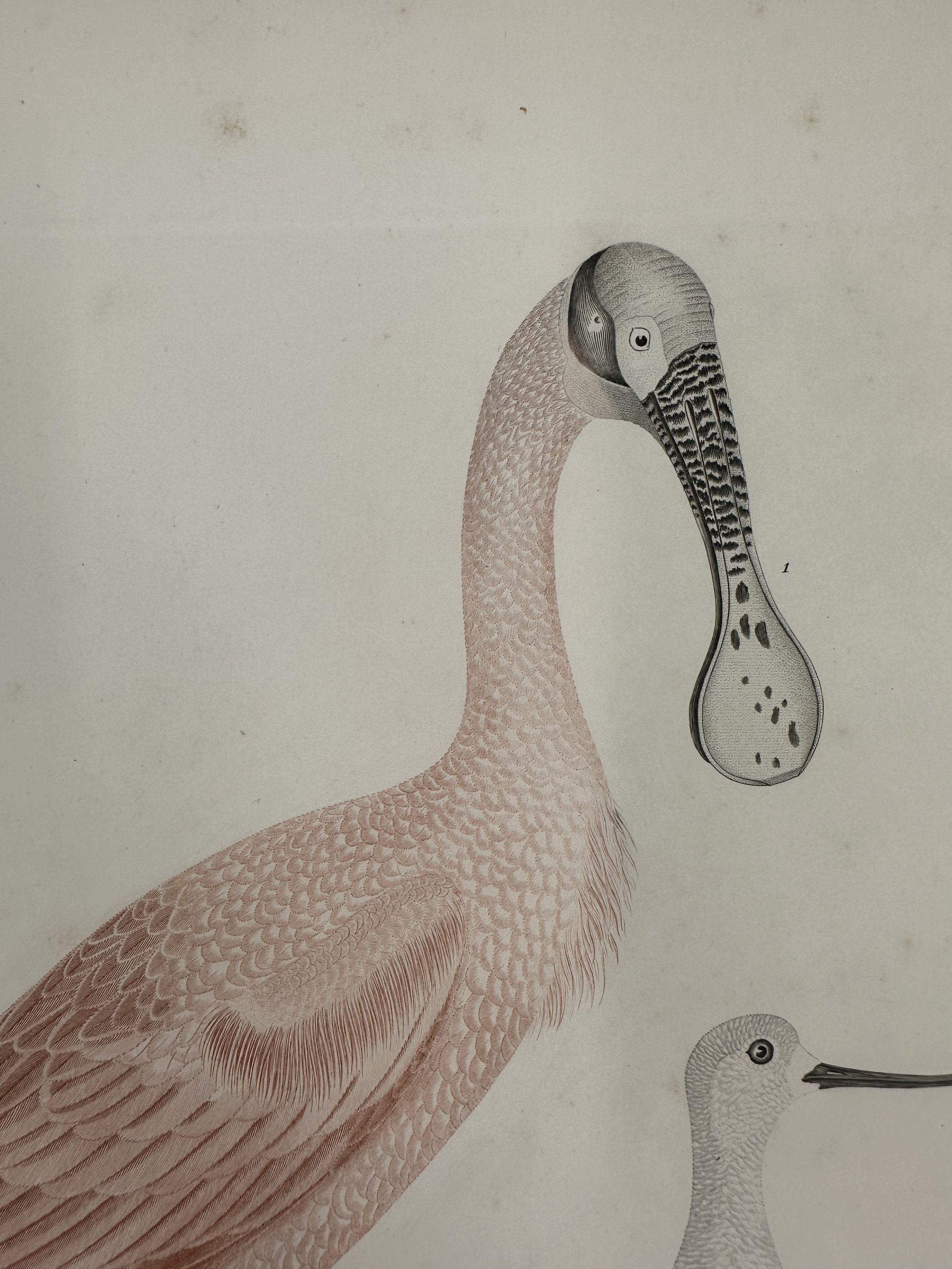 WILSON_SPOONBILL3.jpg