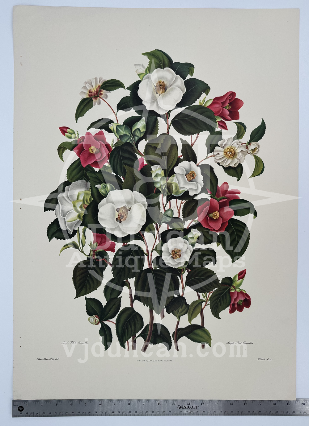 Clara Maria Pope 1965 Charles W. Traylen REPRODUCTION Lithograph