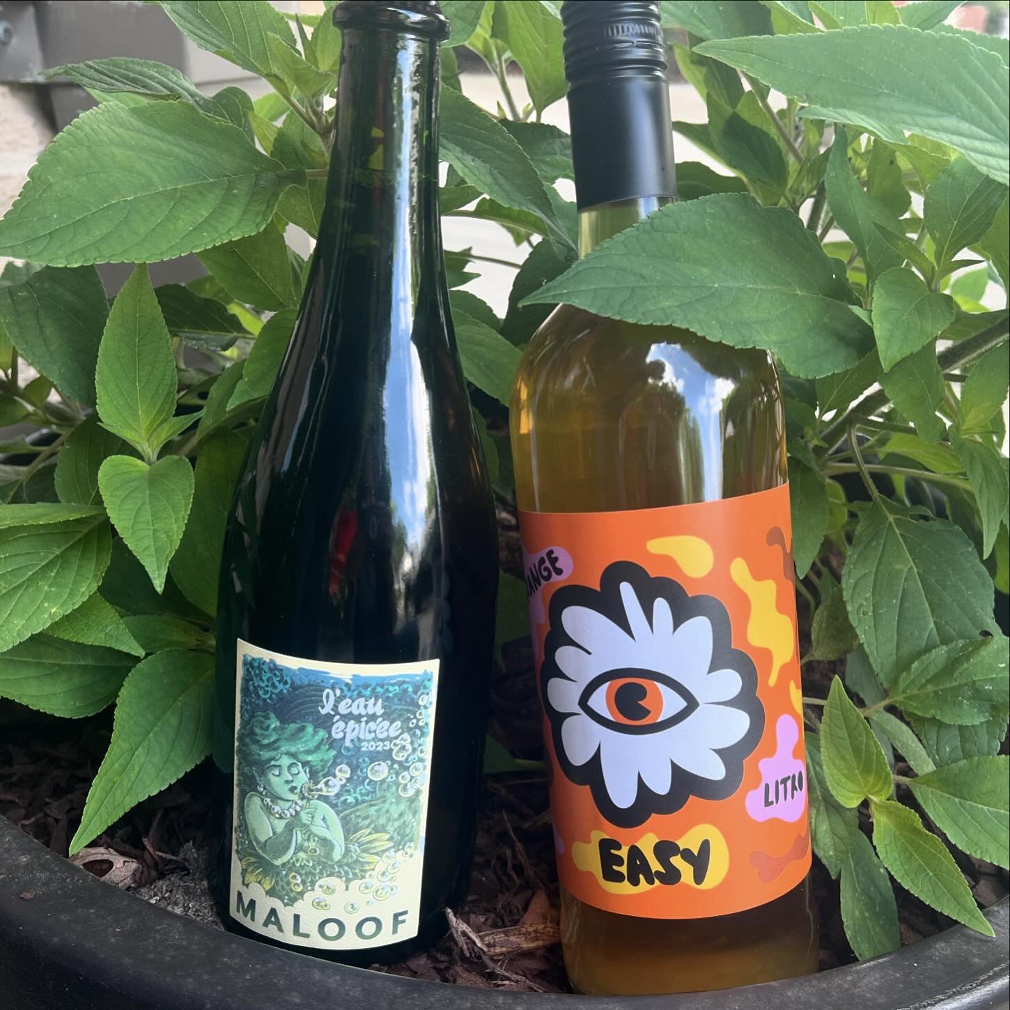 Whatcha Drinking Wednesday!

Two cuties in our bottle shop that we&rsquo;re obsessed with and are going quickly! 

Maloof L&rsquo;Eau &Eacute;pic&eacute;e Pet-Nat - tropical fruits, lemon zest, light and dry! 🍍🍋
Tenuta l&rsquo;Armonia Easy Orange -