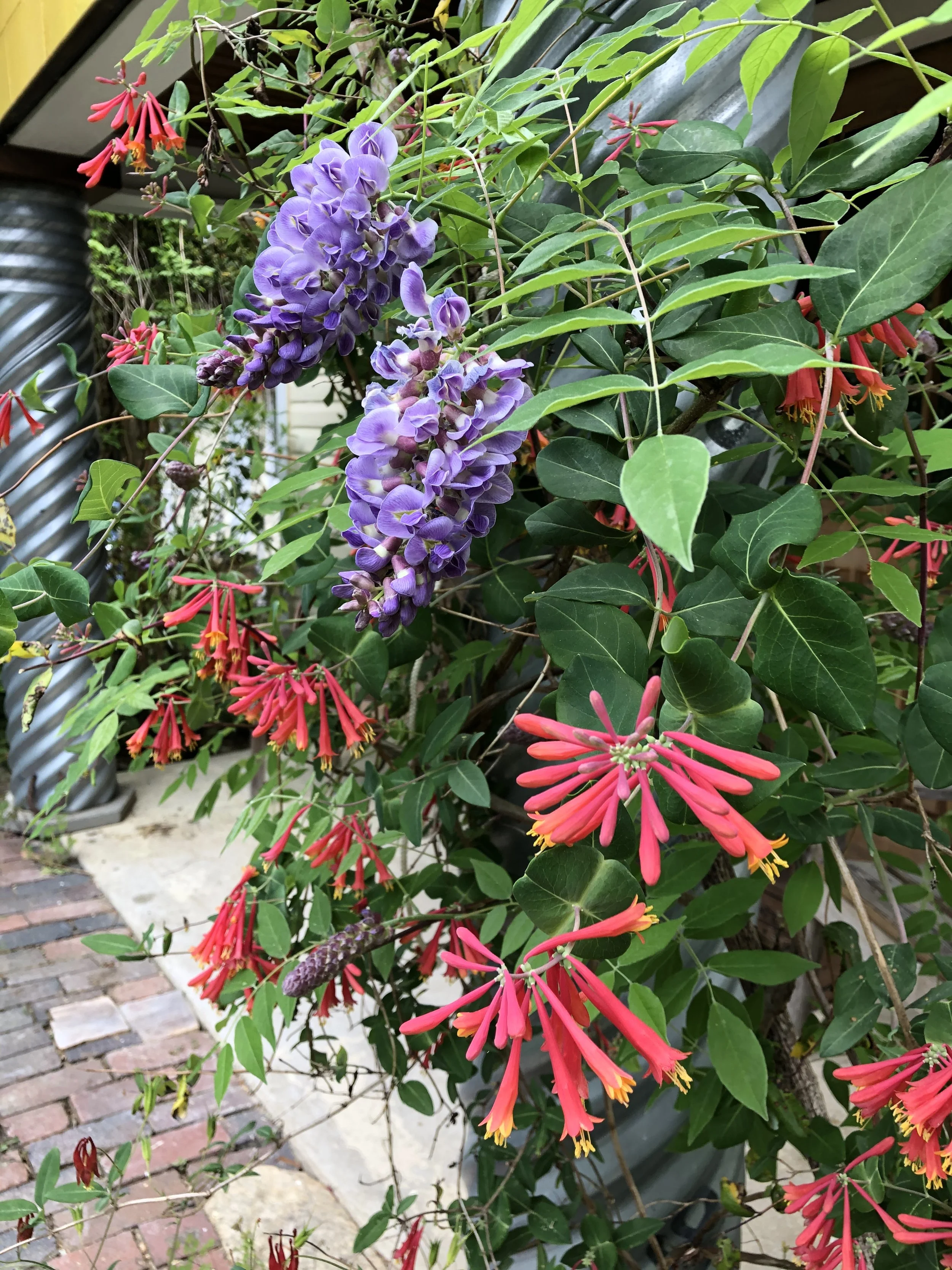 native vines - native wisteria and native coral honeysuckle