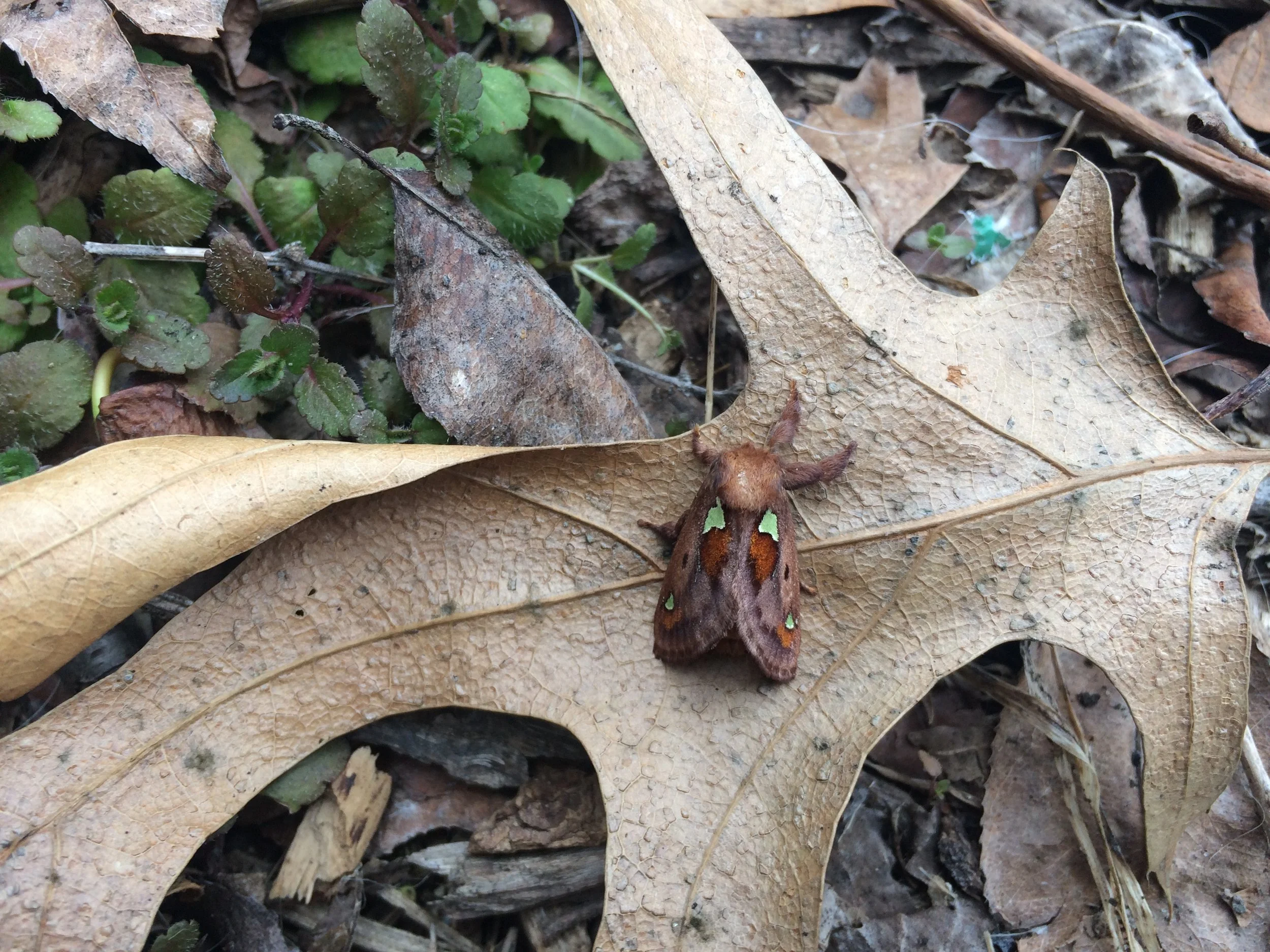 native moth on oak leaf