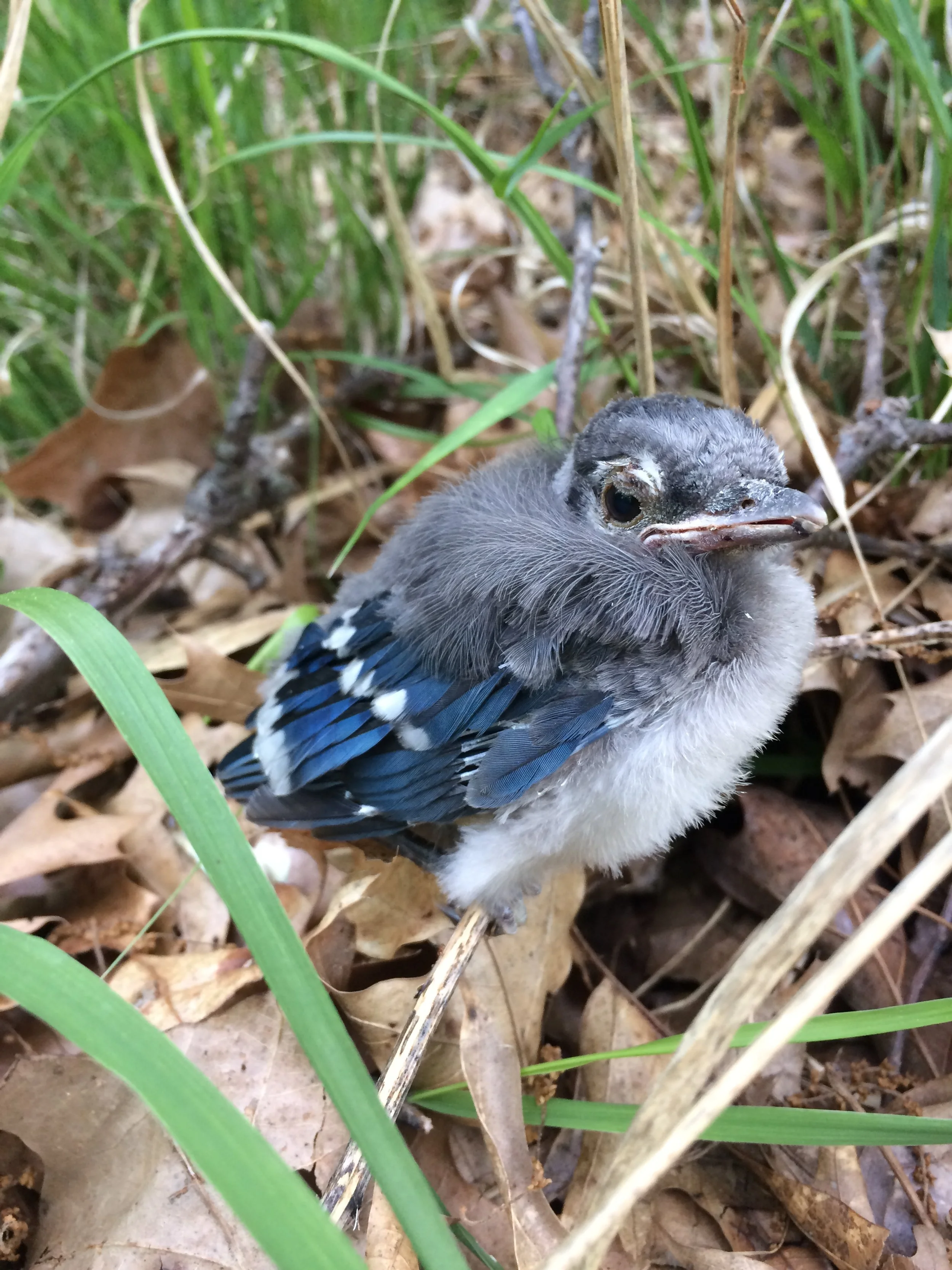 Blue jay chick