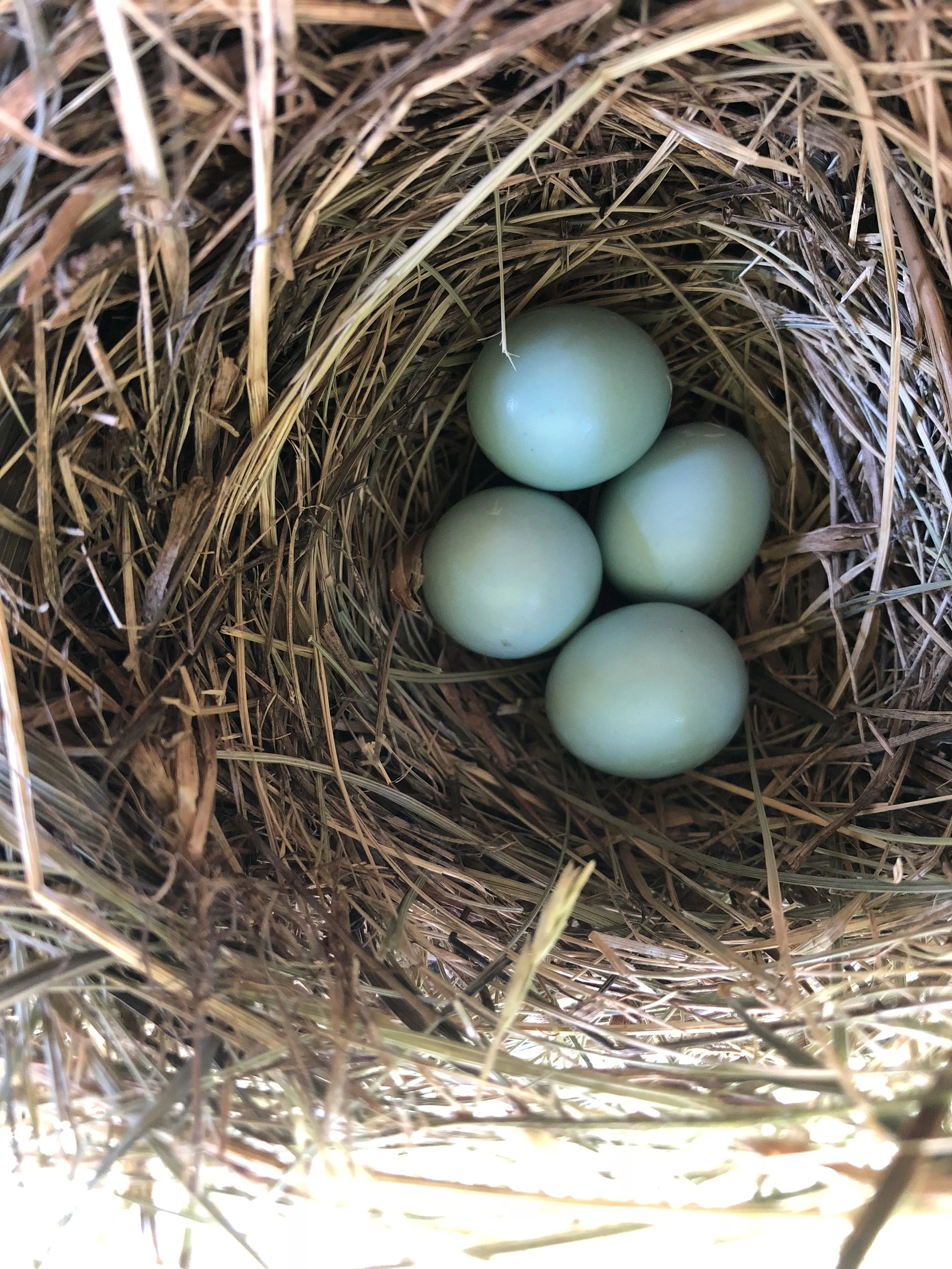 Bluebird eggs in a nest box