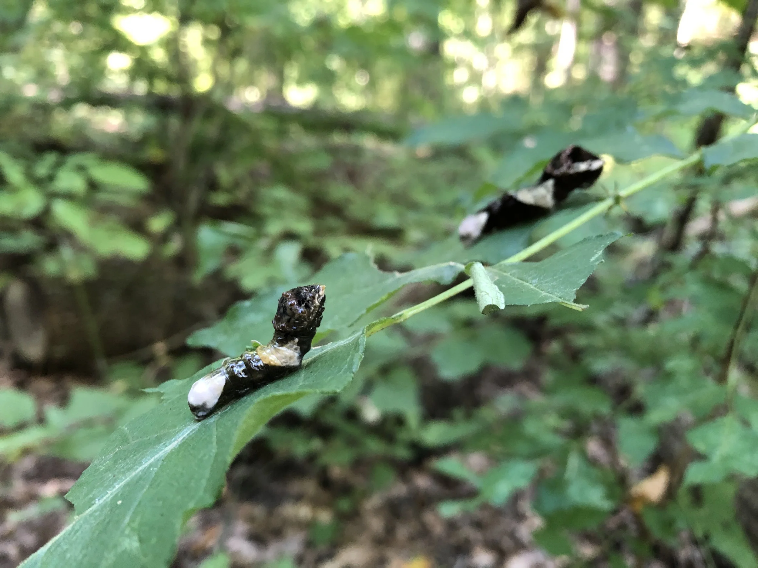 Swallowtail caterpillars