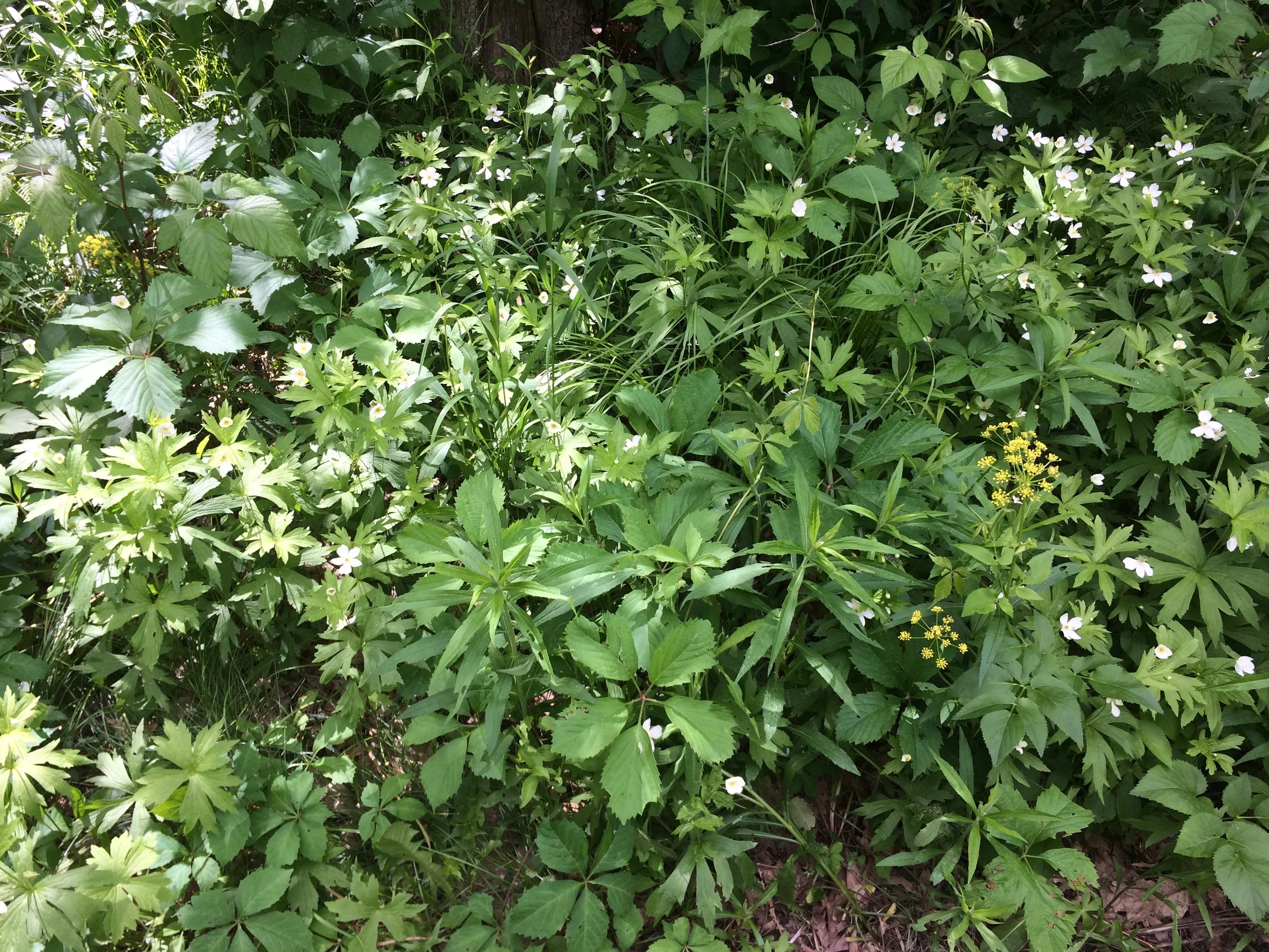 Native shade groundcover matrix