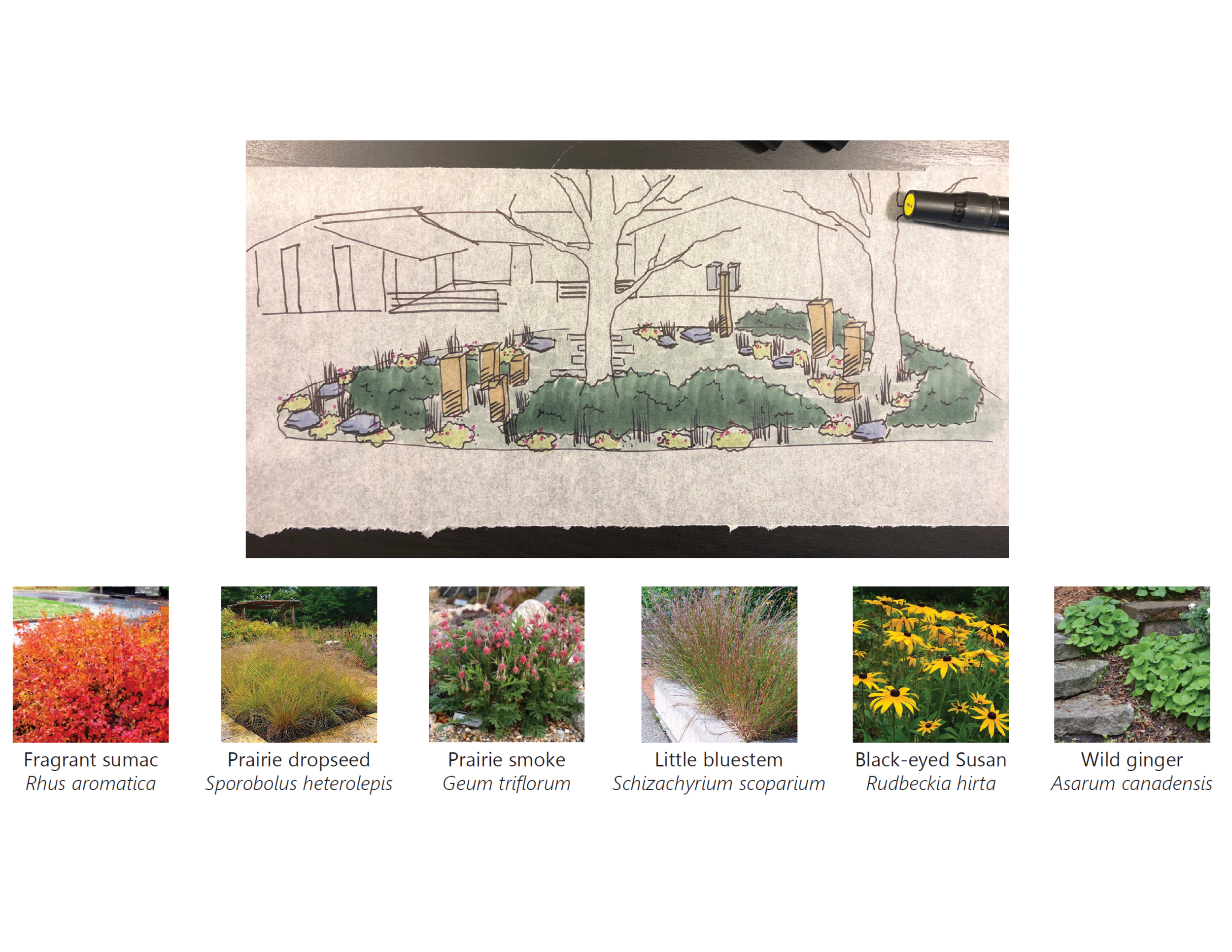 Plan_Roche_landscape sketch.png