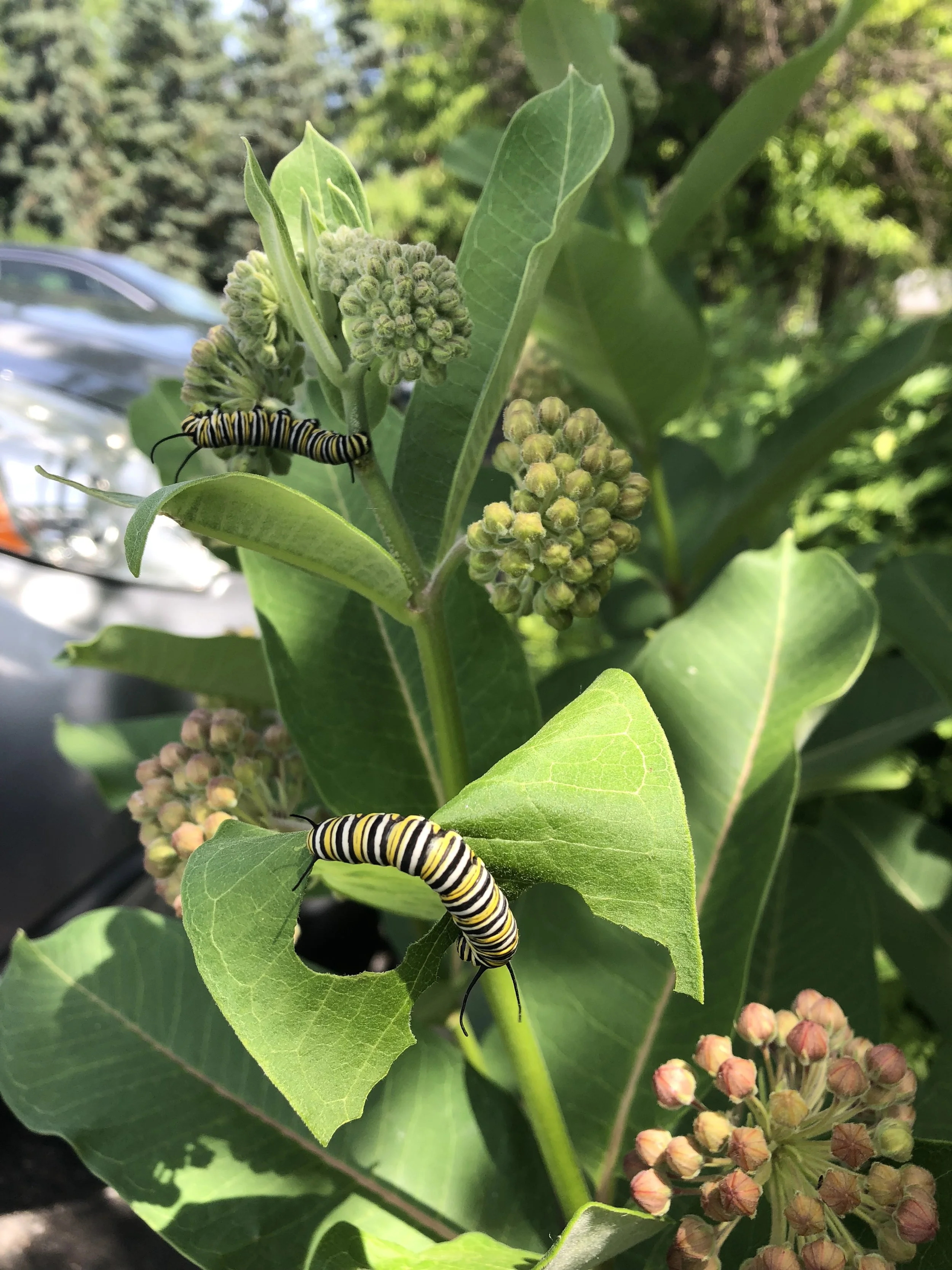 Monarch caterpillars on milkweed