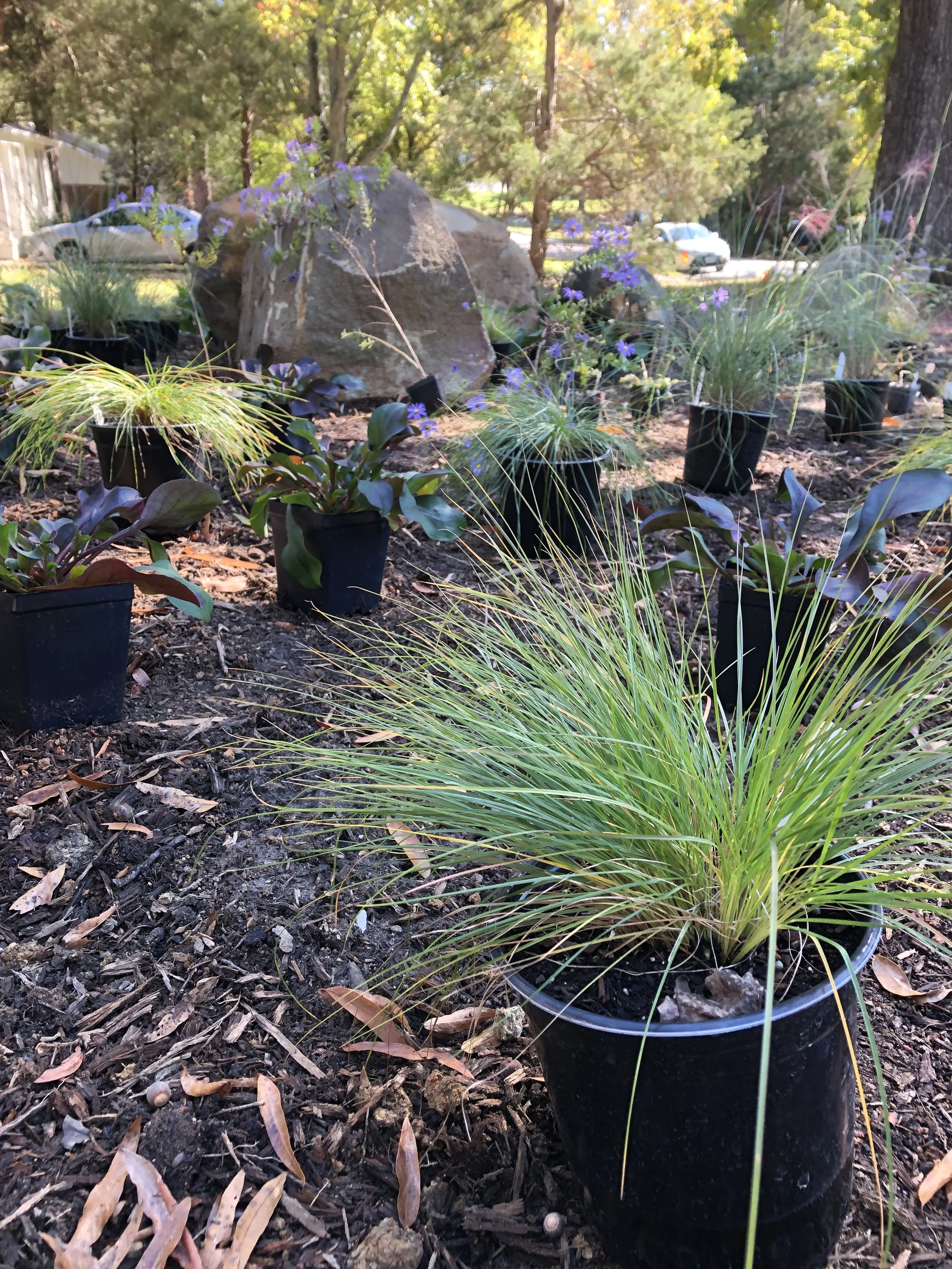 Native plant garden layout.