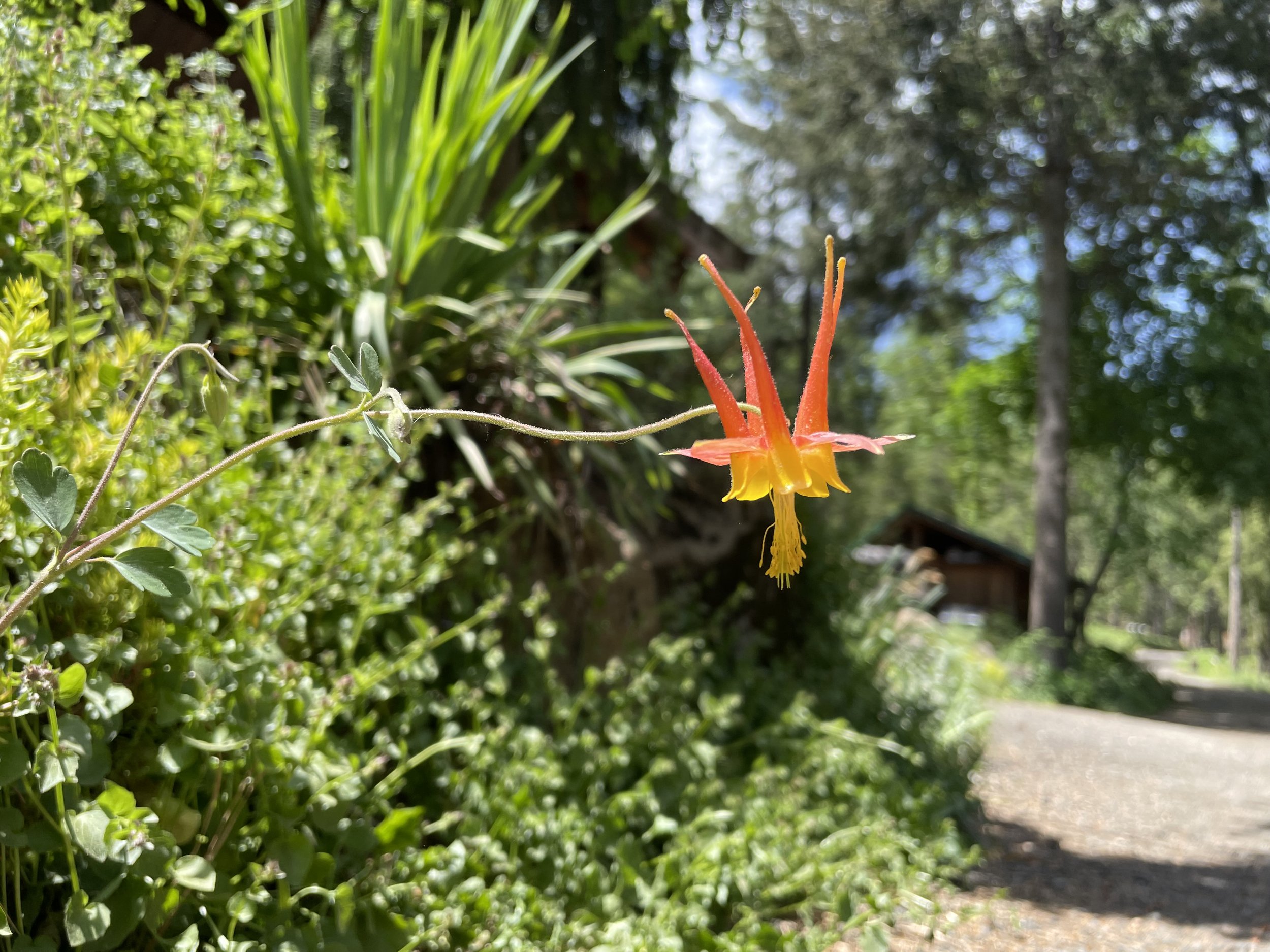 IMG_3366.jpeg