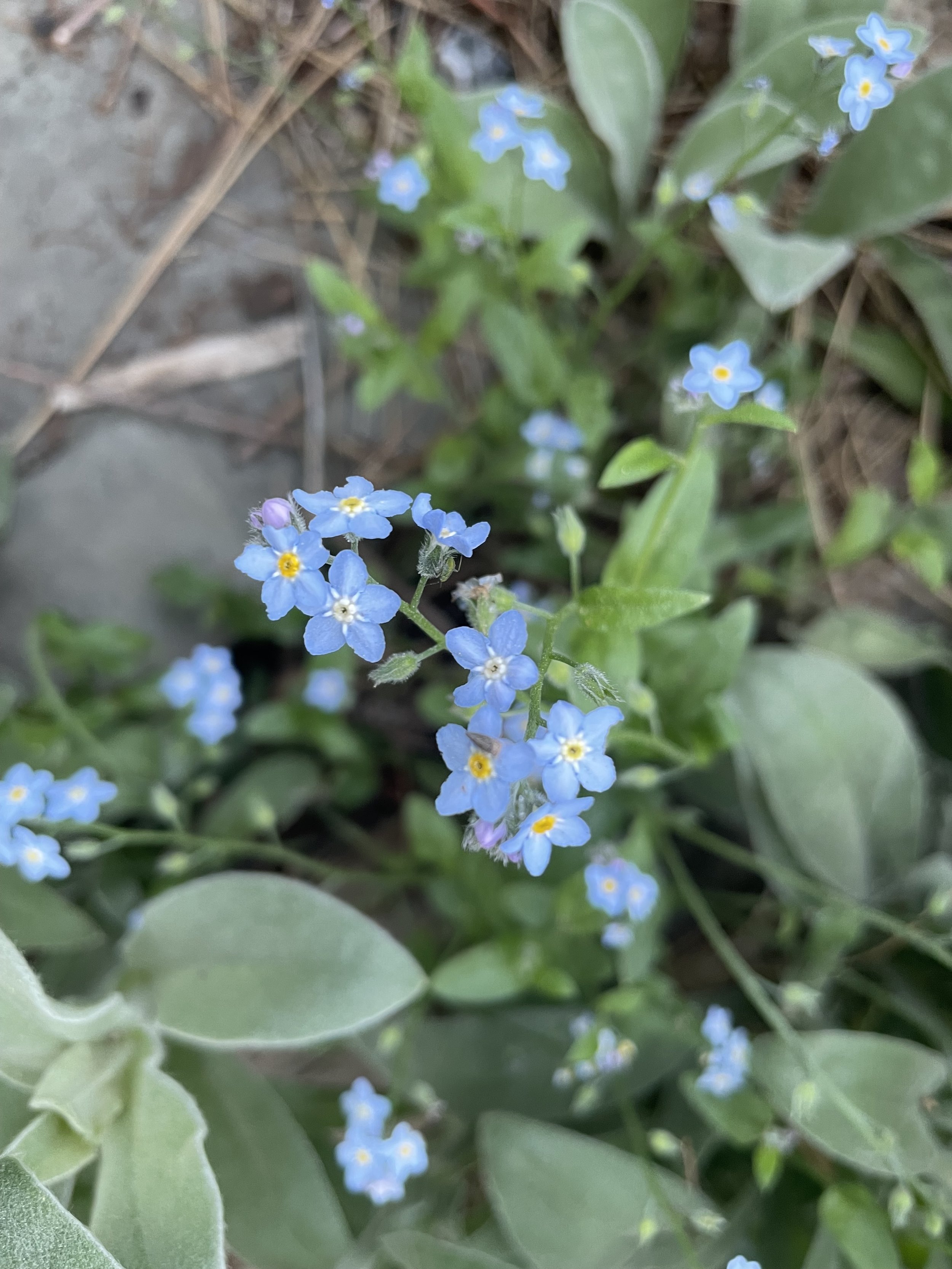 IMG_3376.jpeg