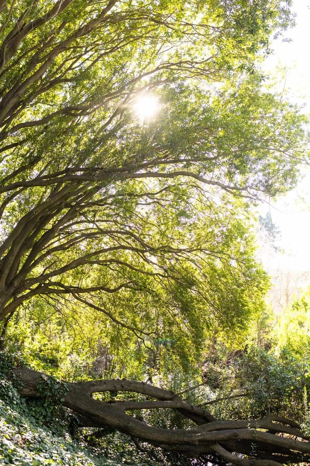 sunlight through arching tree in a wood