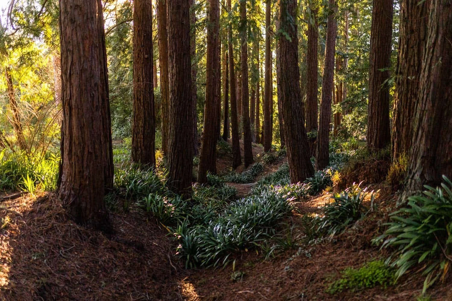 woodland with light through trees and flowers blooming in the ground