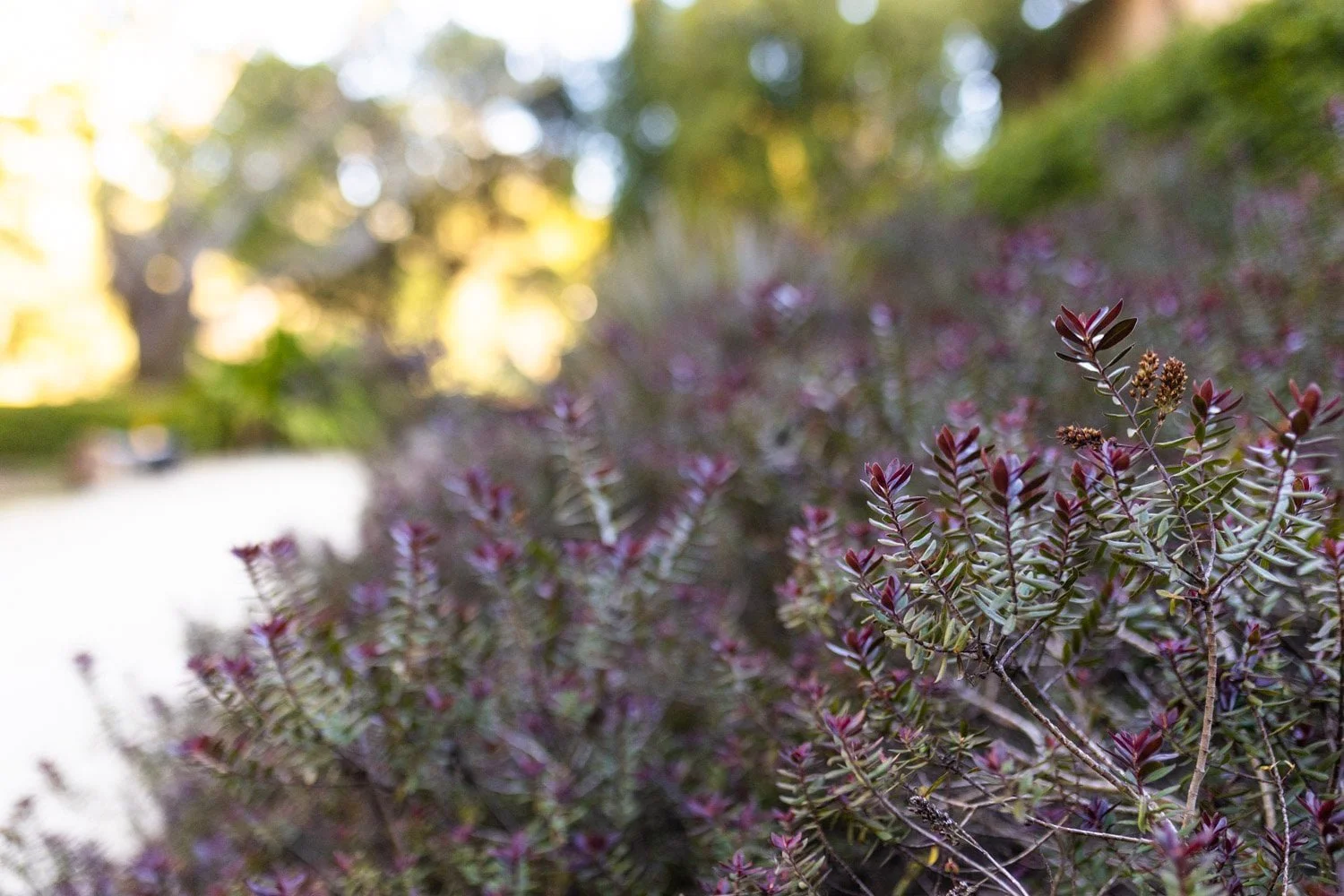 close up of plant with purple and green leaves