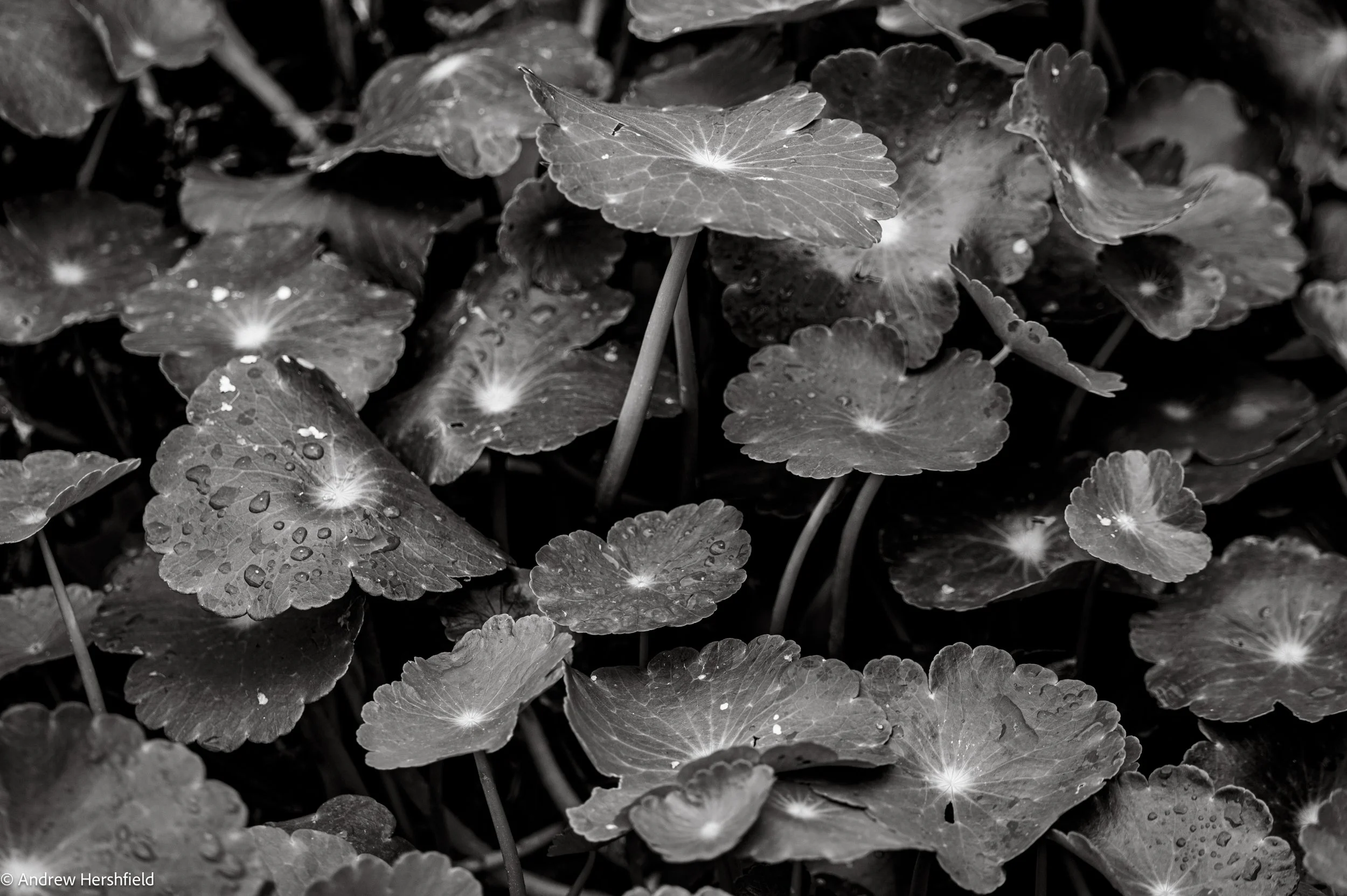 Foliage - Green Cay, Boynton Beach FL - Hershography