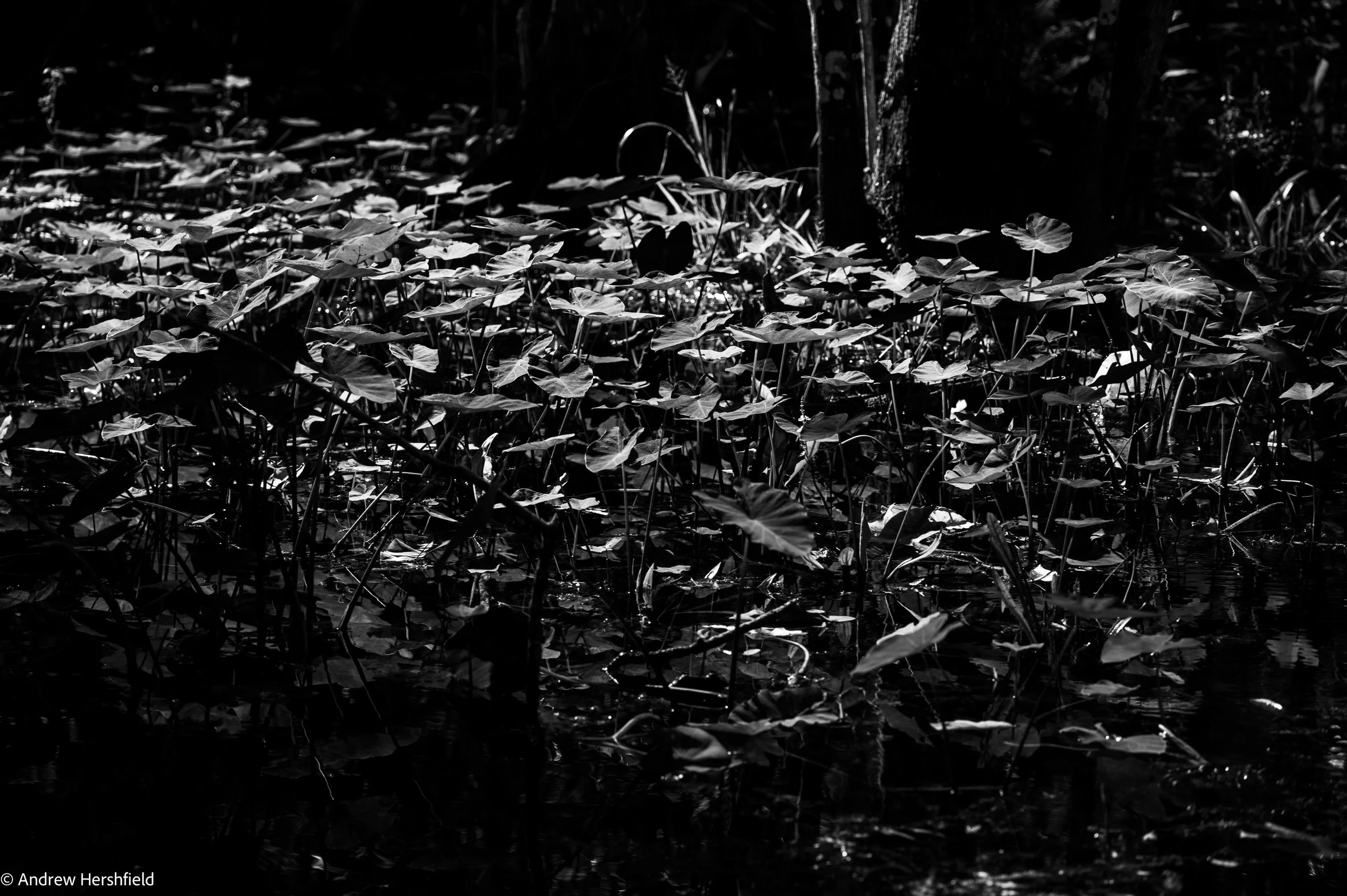 Swamp leaves, Big Cyprus National Preserve, Everglades, FL - Hershography