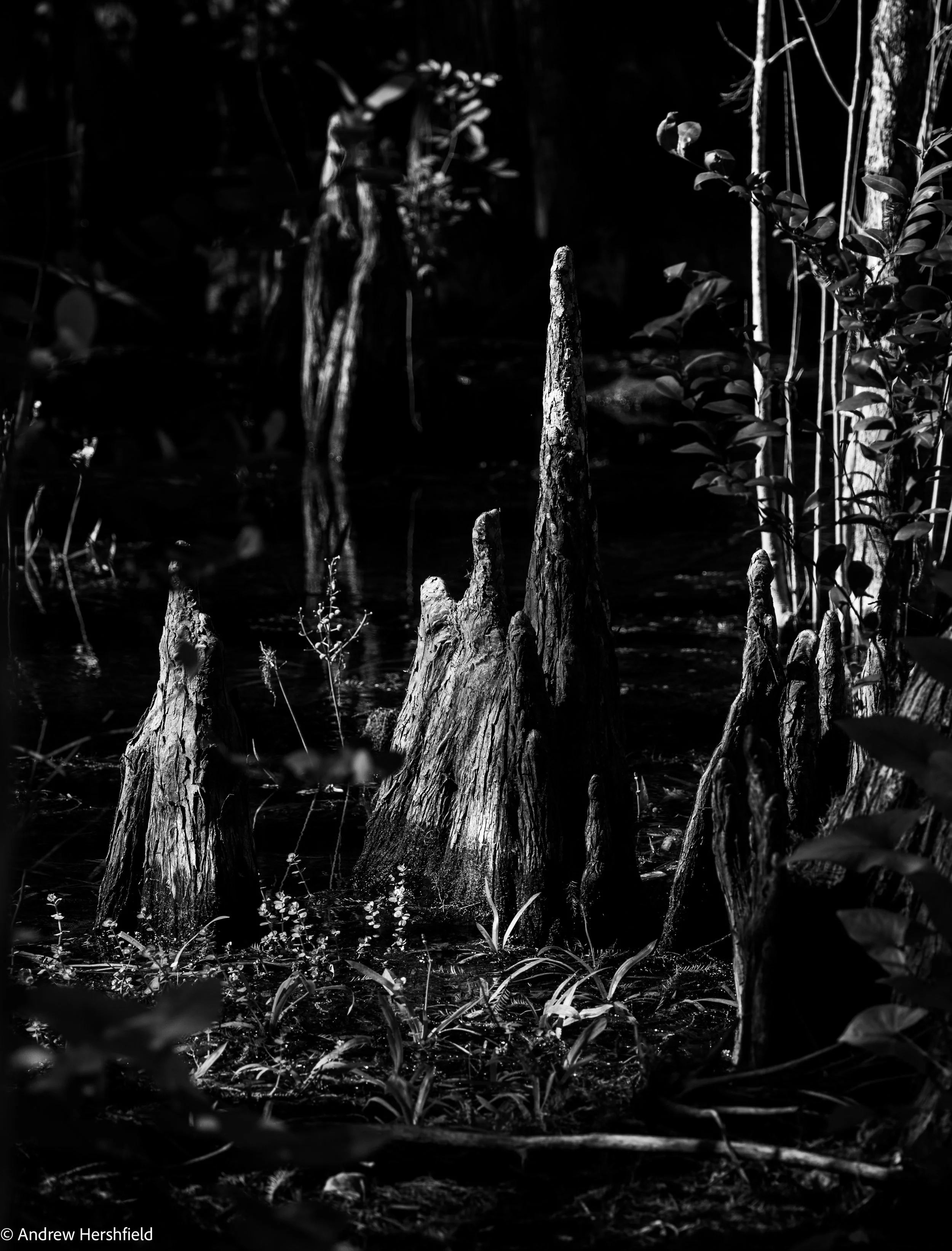 Cyprus bulbs, Big Cyprus National Preserve, Everglades, FL - Hershography