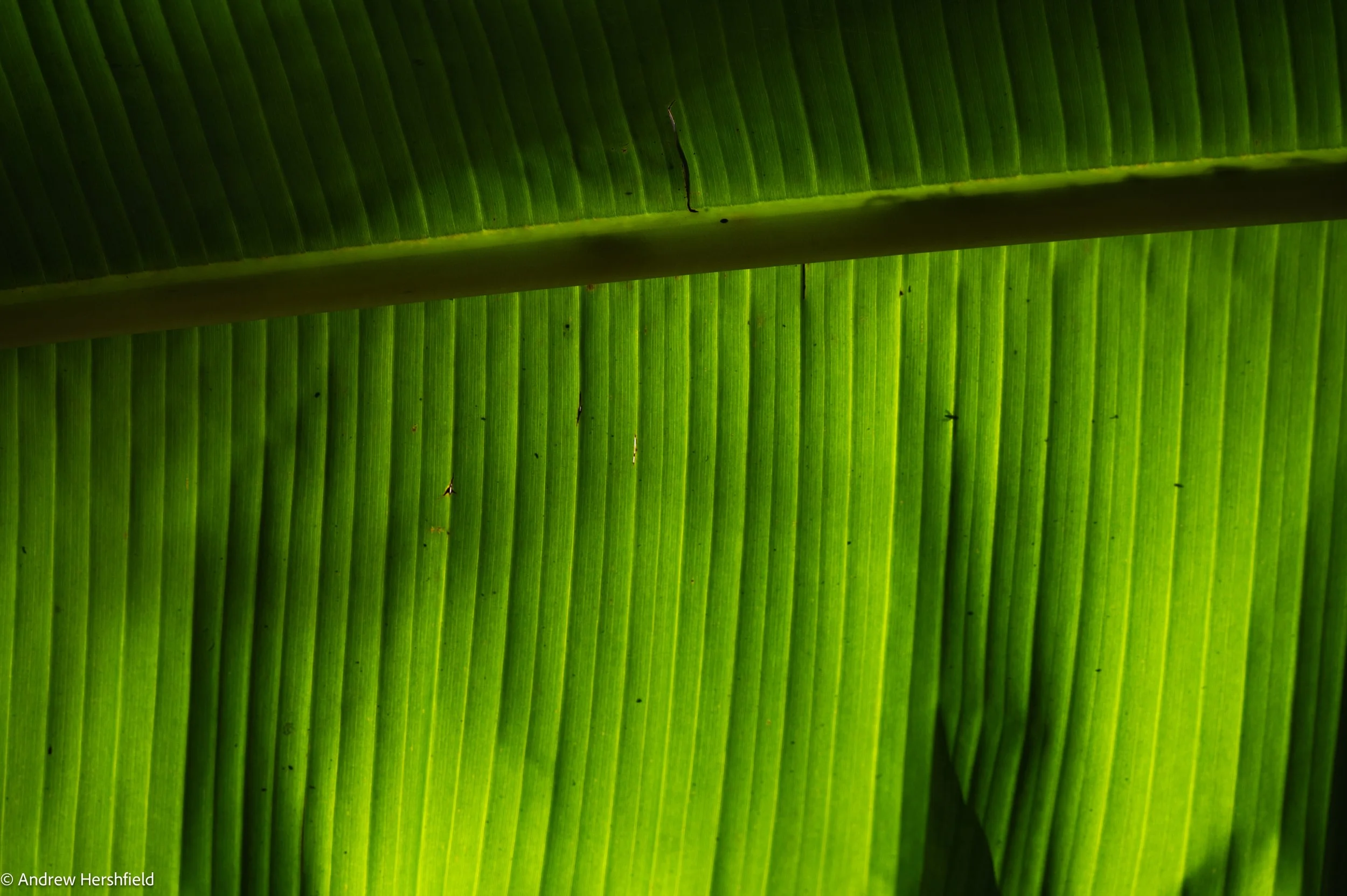 Sunny leaf, Big Cyprus National Preserve, Everglades, FL - Hershography