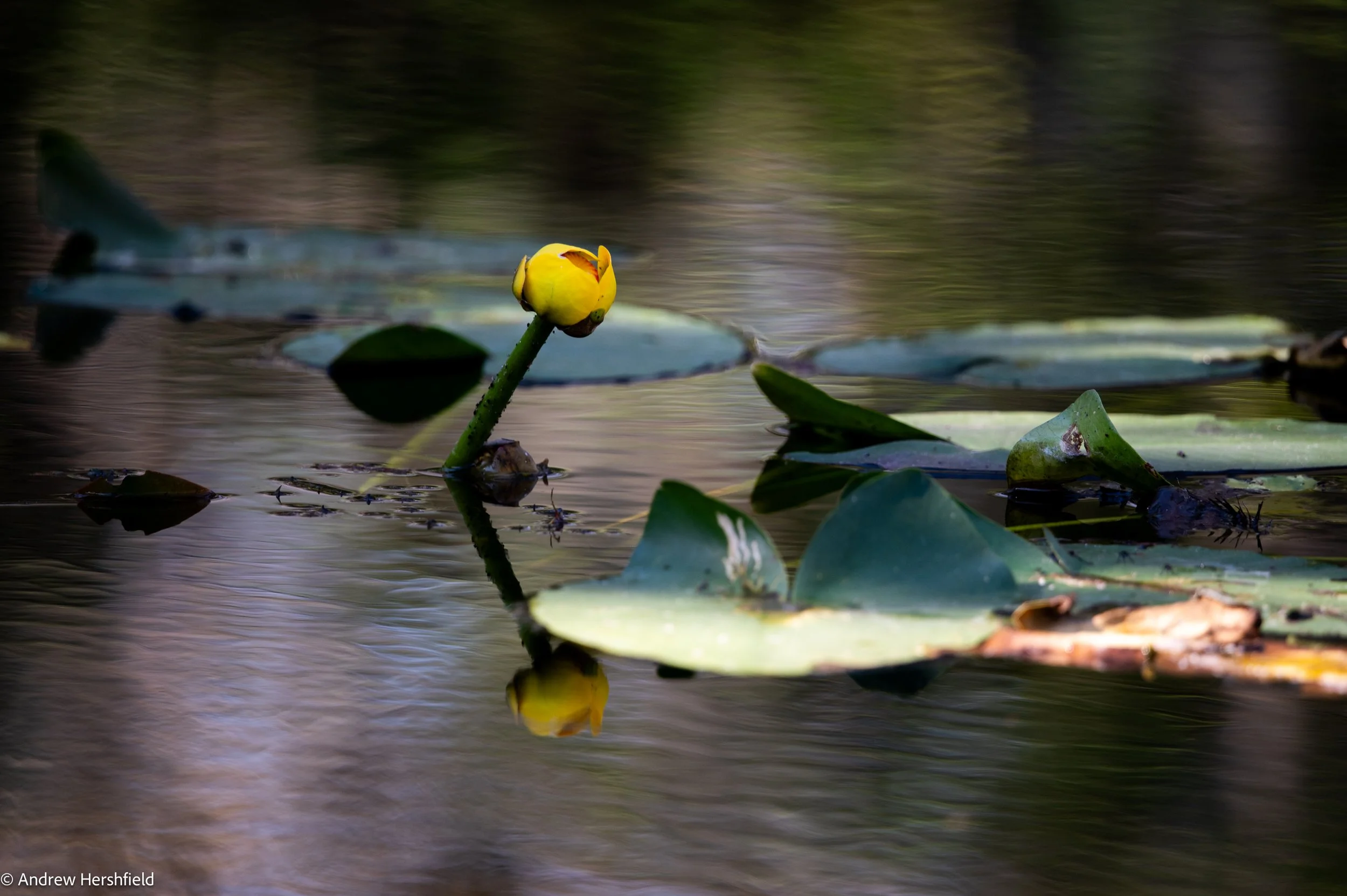 Nature Exploration-4 Single Water Lily with Reflection.jpg