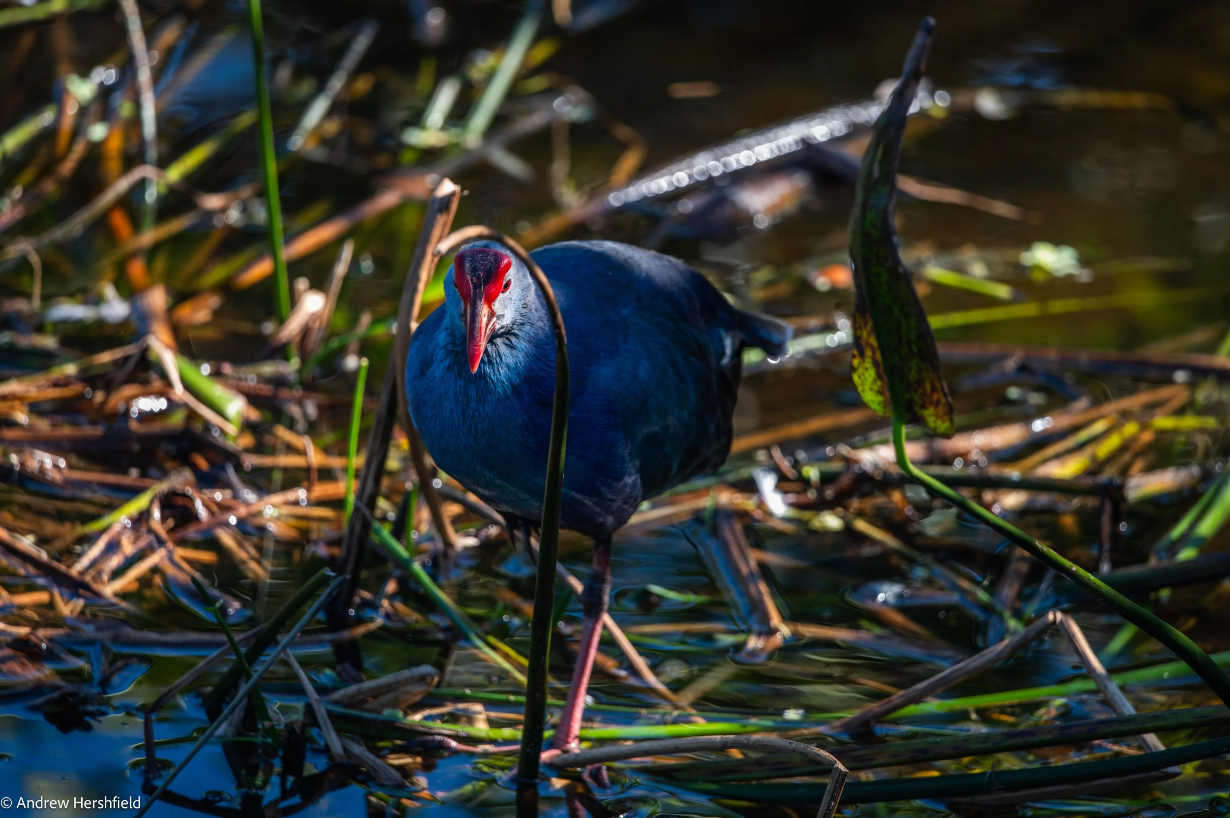 Gray-headed swamphen, Wakodahatchee, FL - Hershography