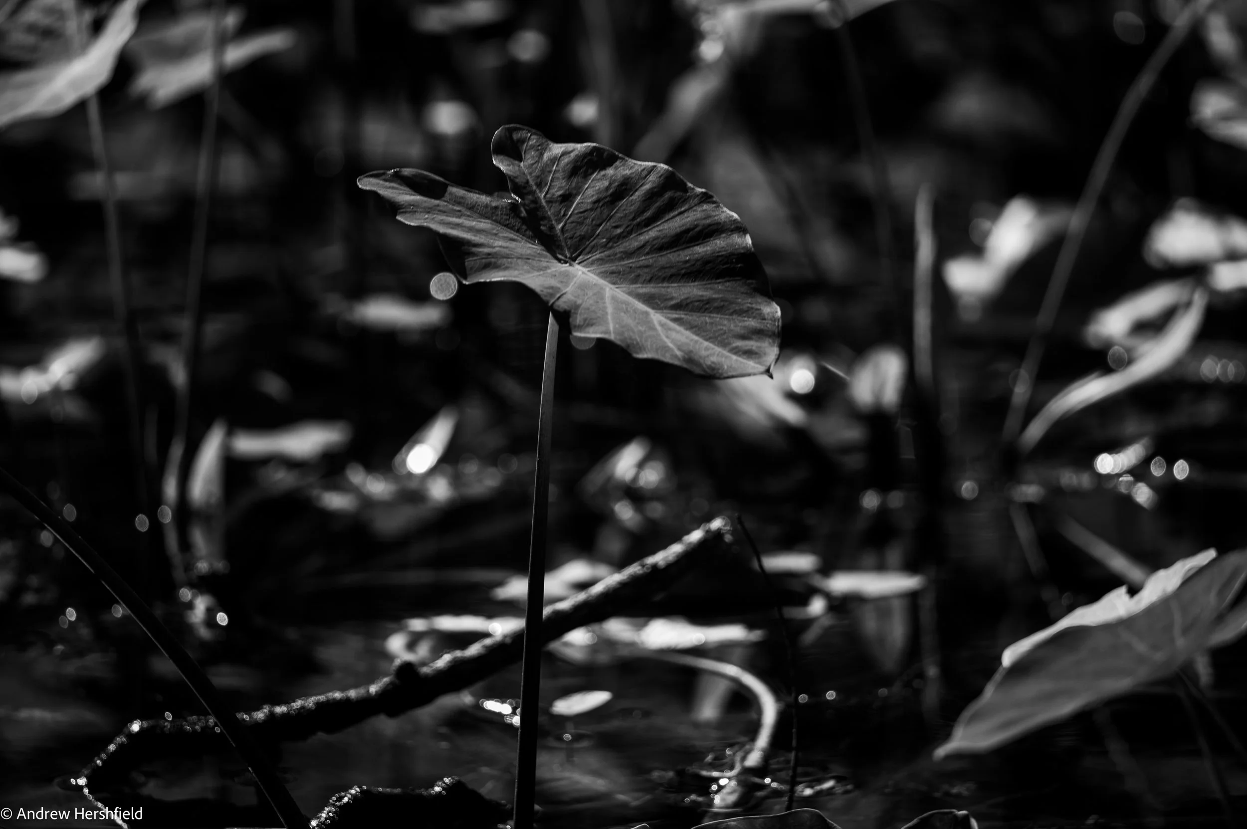 Swamp leaf, Big Cyprus National Preserve, Everglades, FL - Hershography