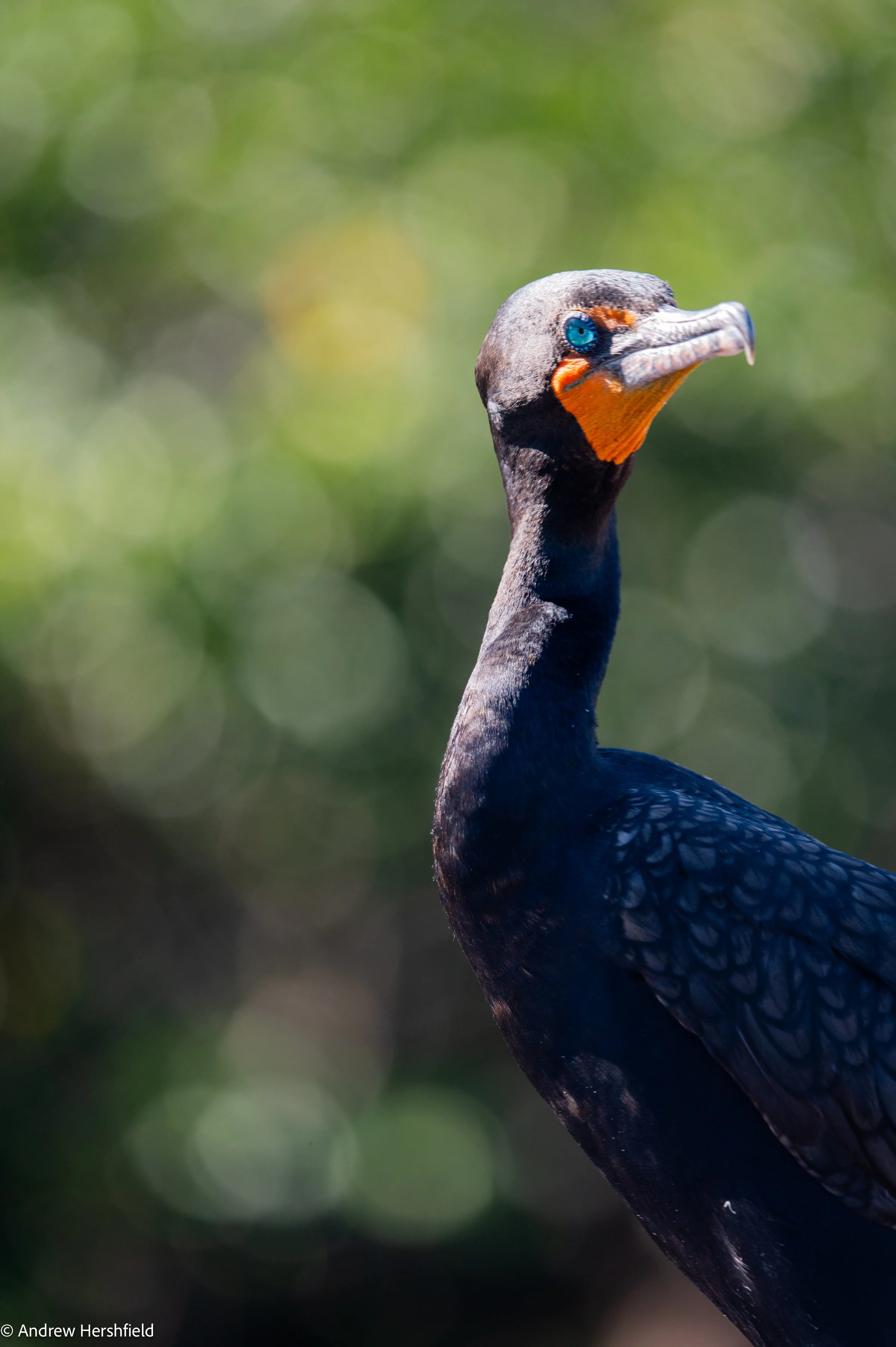 Double-crested cormorant, Wakodahatchee, FL - Hershography