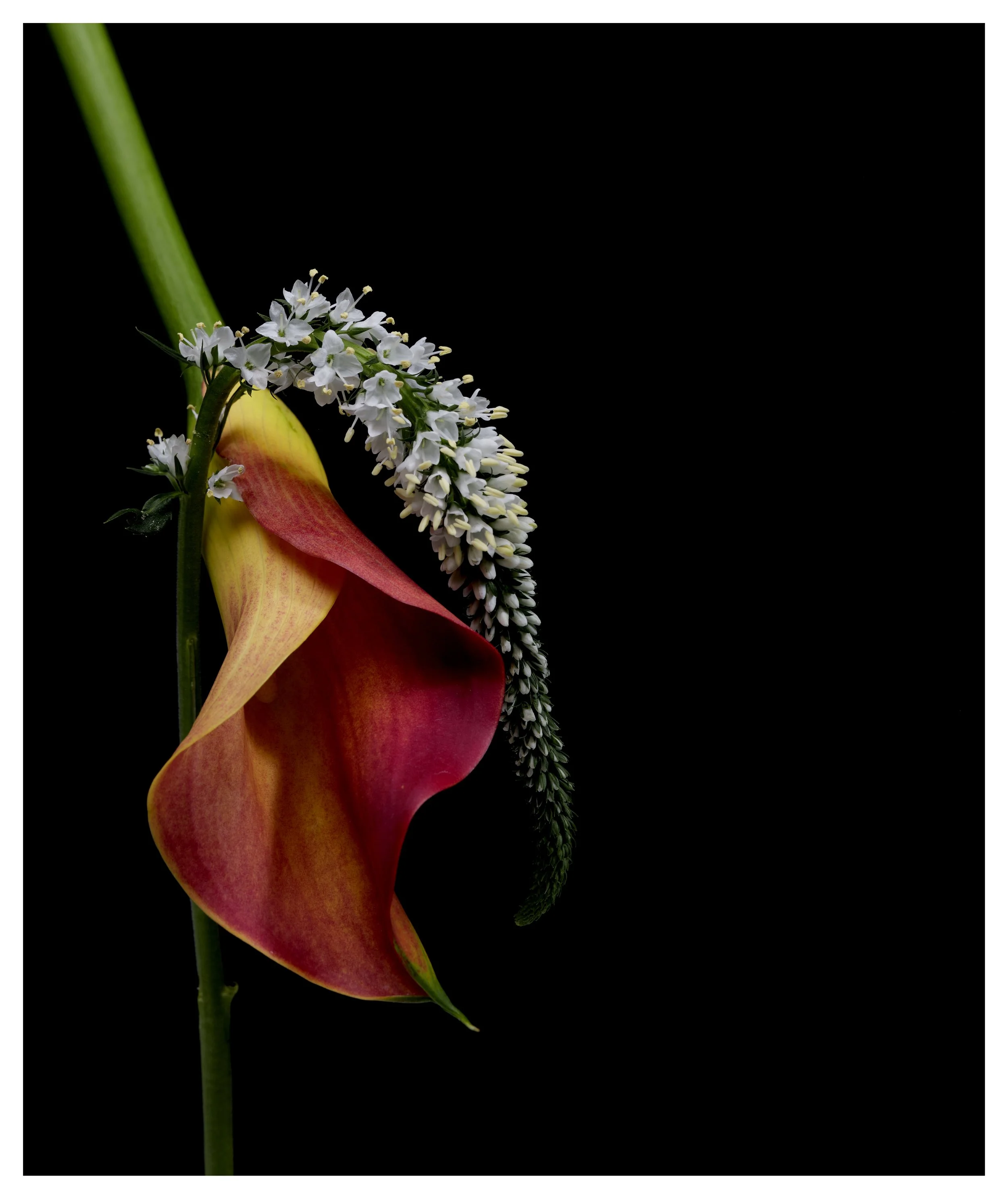Calla lily with sprig - 2024 - Hershography