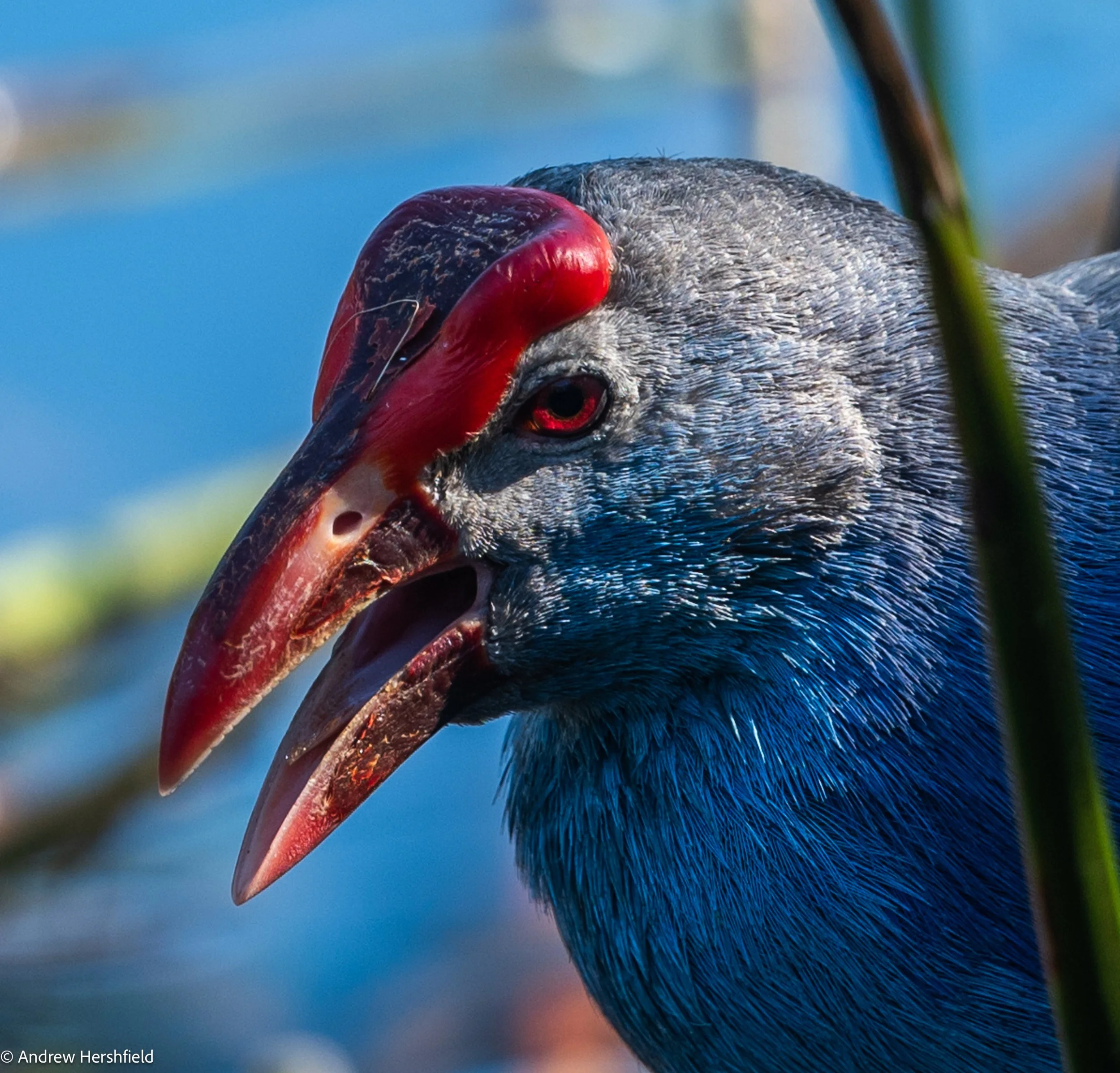 Grey-headed swamp hen detail
, Wakodahatchee, FL - Hershography