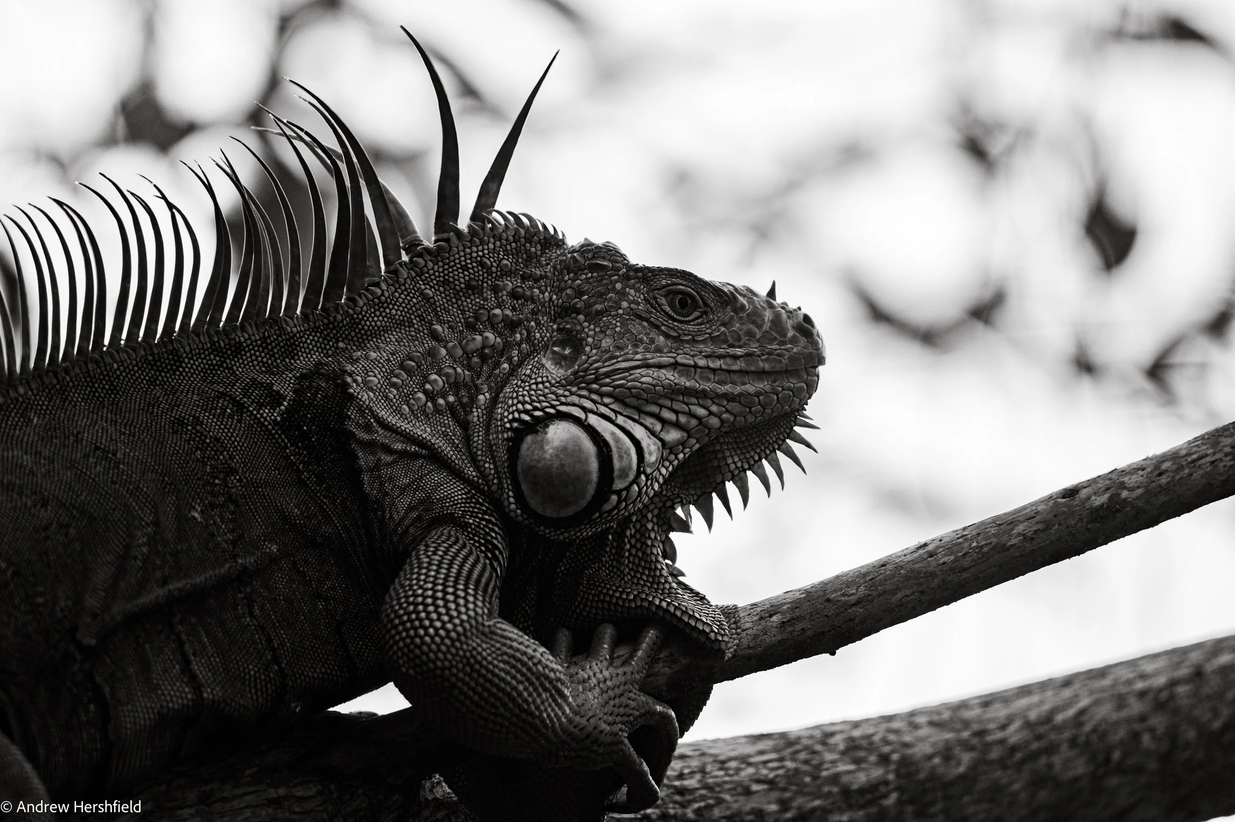 B&W Iguana - Green Cay, Boynton Beach, FL - Hershography