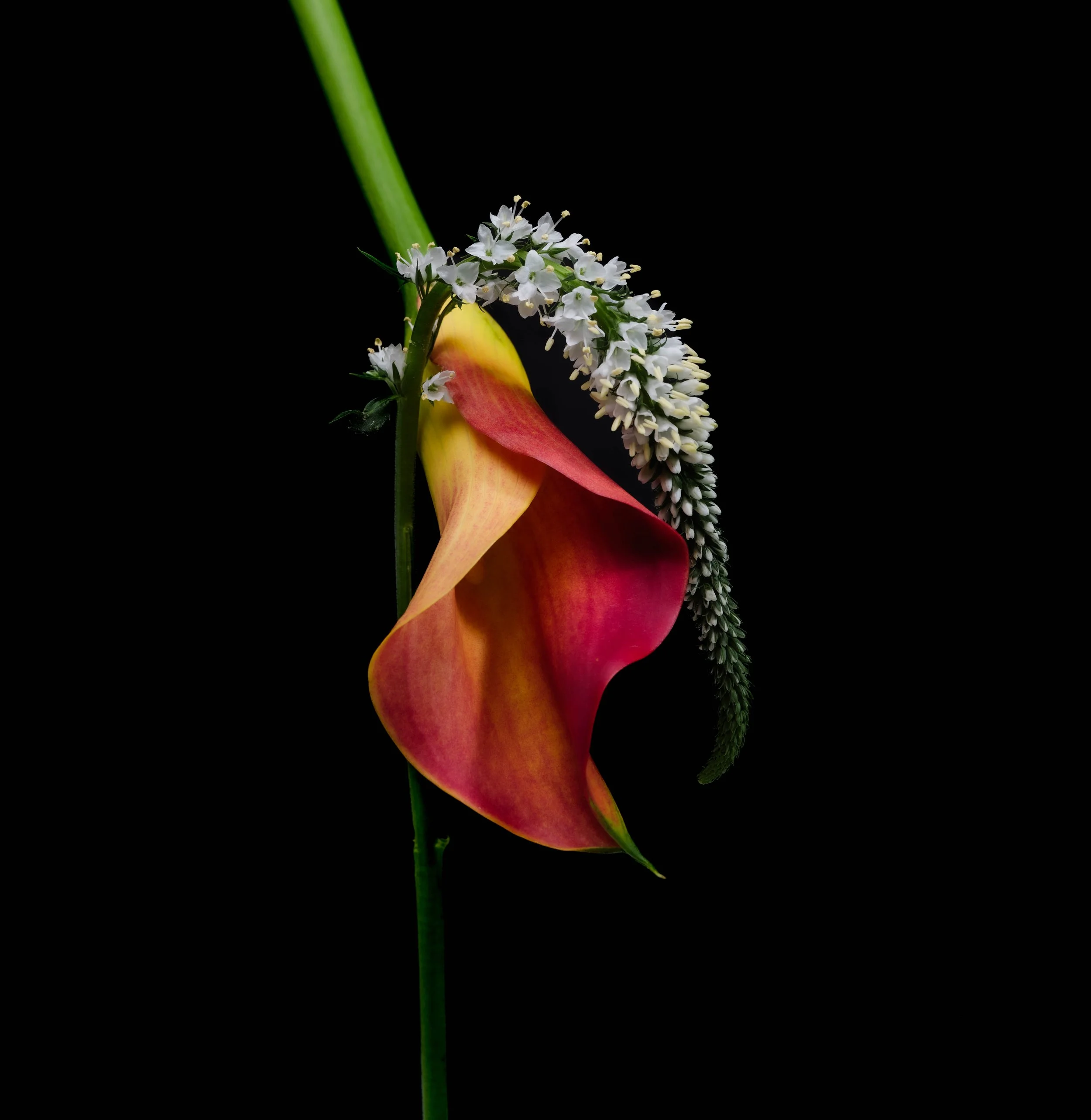 Calla lily with sprig - Hershography