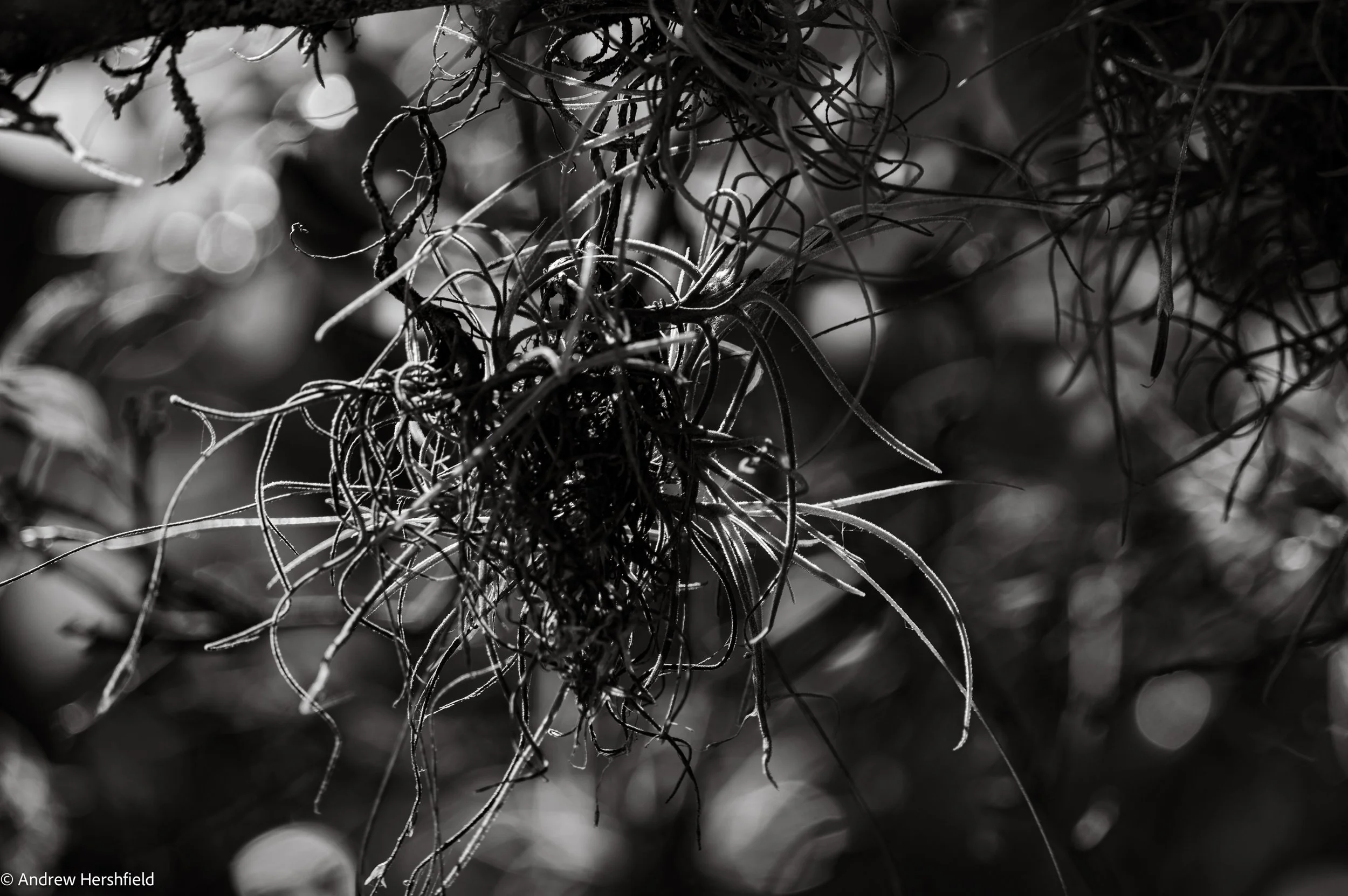 Air plant - Green Cay, Boynton Beach, FL - Hershography