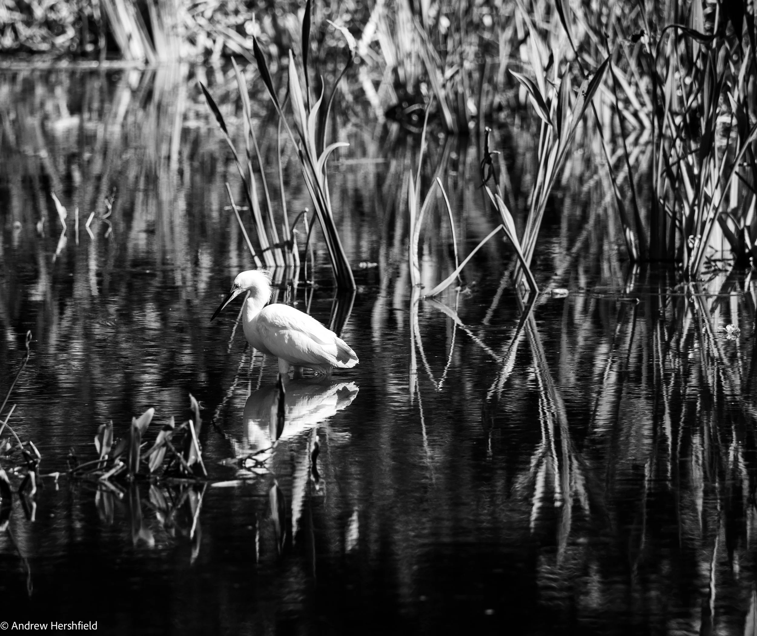 Egret, Wakodahatchee, FL - Hershography