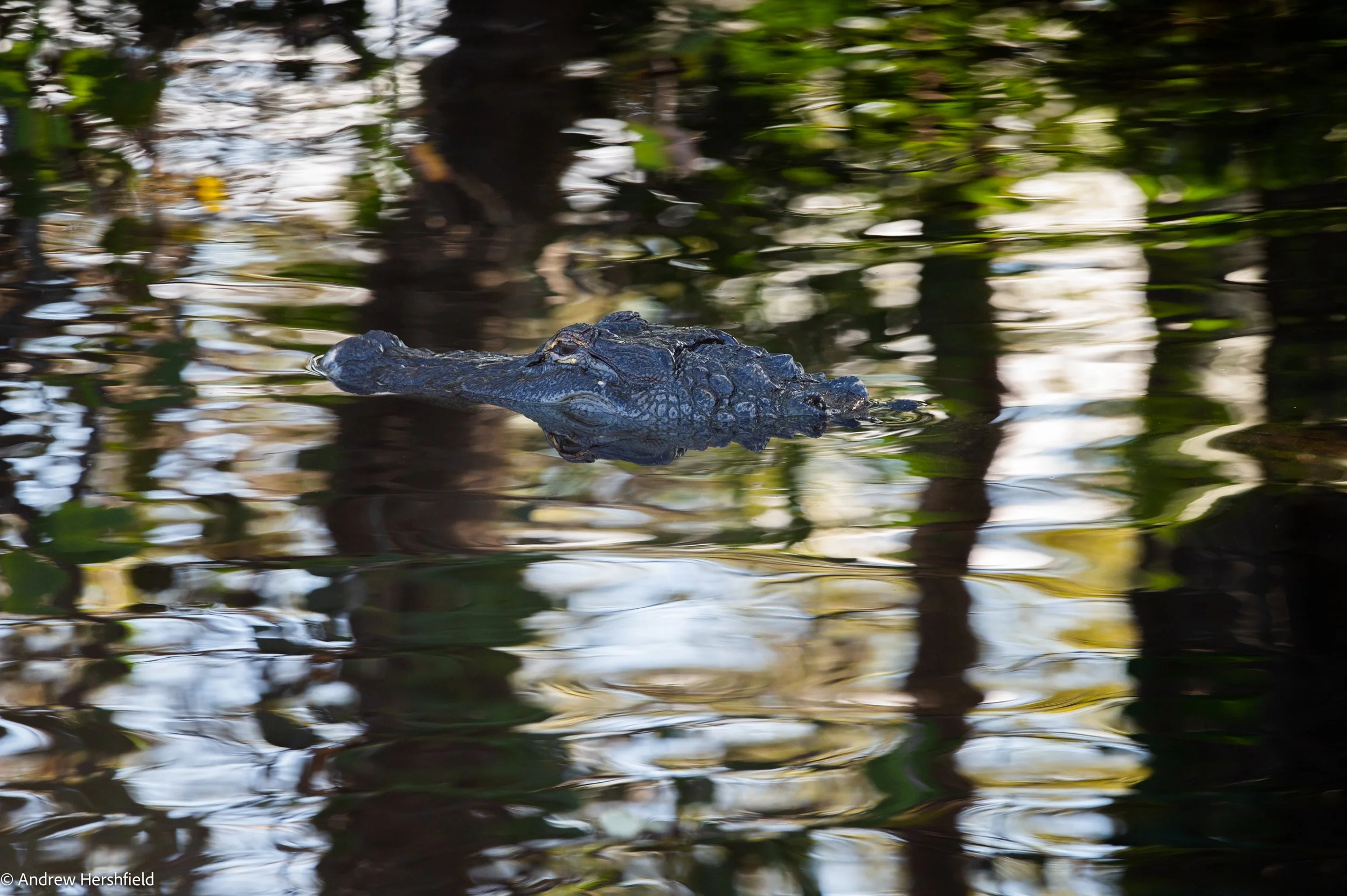Alligator, Wakodahatchee, FL - Hershography
